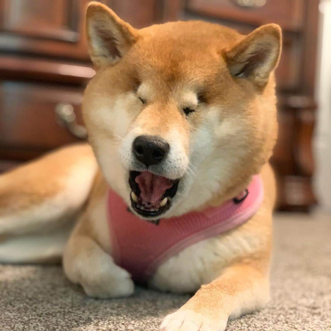 Venus Cat さんのインスタグラム写真 - (Venus Cat Instagram)「What?! You haven’t heard?! 🙀 Halo’s account,  @halotheblindshiba is now public so go follow her if you like! 🐕🐕 . We realized just how much people are touched by her journey and inspired by her resilience despite losing her eyes to glaucoma and, were getting an overwhelming number of requests for her to have her own account. So we are honoring those requests and have added some never seen before content! 🐕 If you love inspiration you’re going to love the vibe of the whole account. Hope to see you there! ❤️🐕 Thank you all for the continued love and support on all our accounts! It really means so much! We love you all! 😽❤️🐕 #shibainu #blinddog #blindshiba #glaucomasucks #perfectlyimperfect」8月12日 3時45分 - venustwofacecat