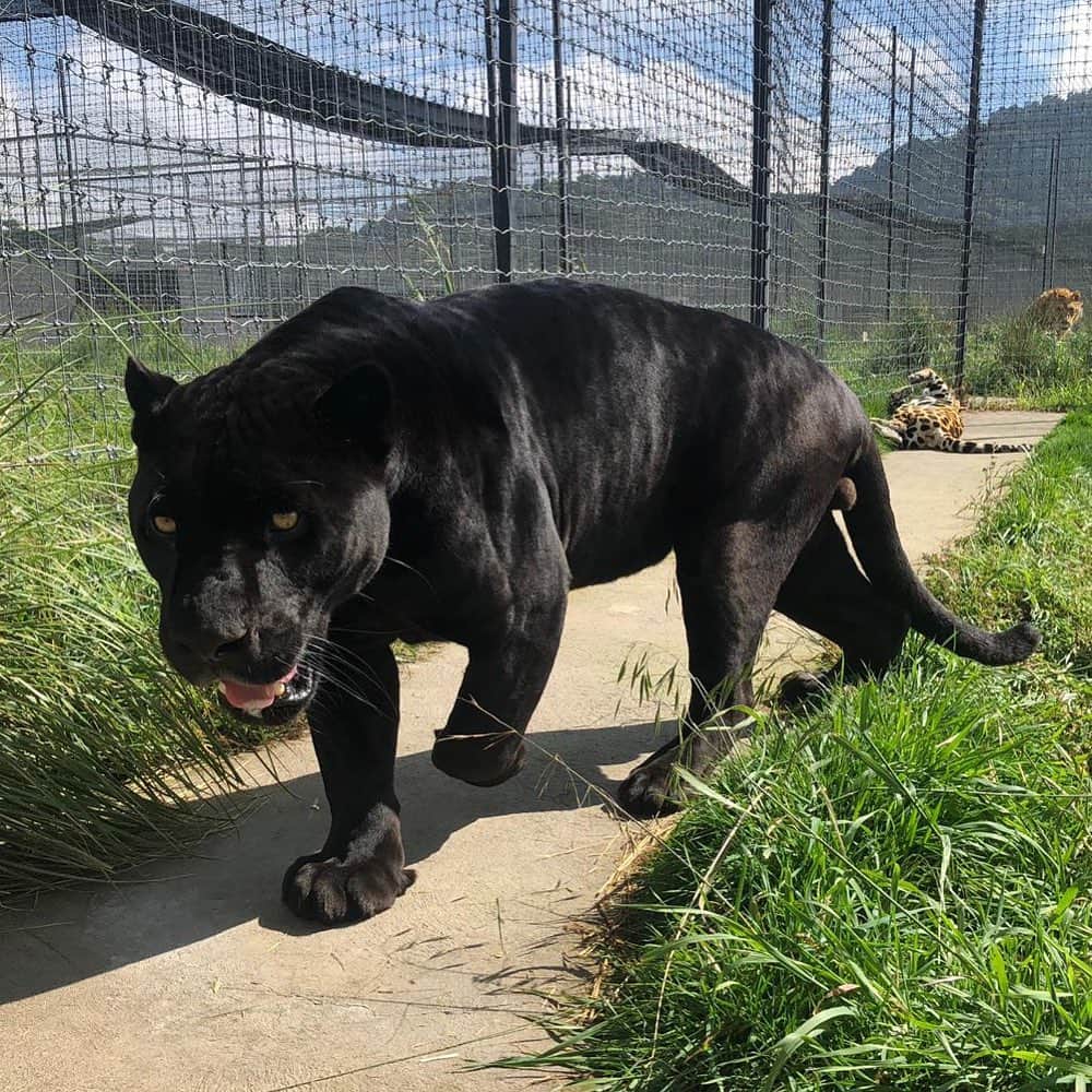 Black Jaguar-White Tiger さんのインスタグラム写真 - (Black Jaguar-White Tiger Instagram)「Michael and his girlfriend by Uncle Monkey... #Michaelingui @monkjungle」8月12日 3時48分 - blackjaguarwhitetiger