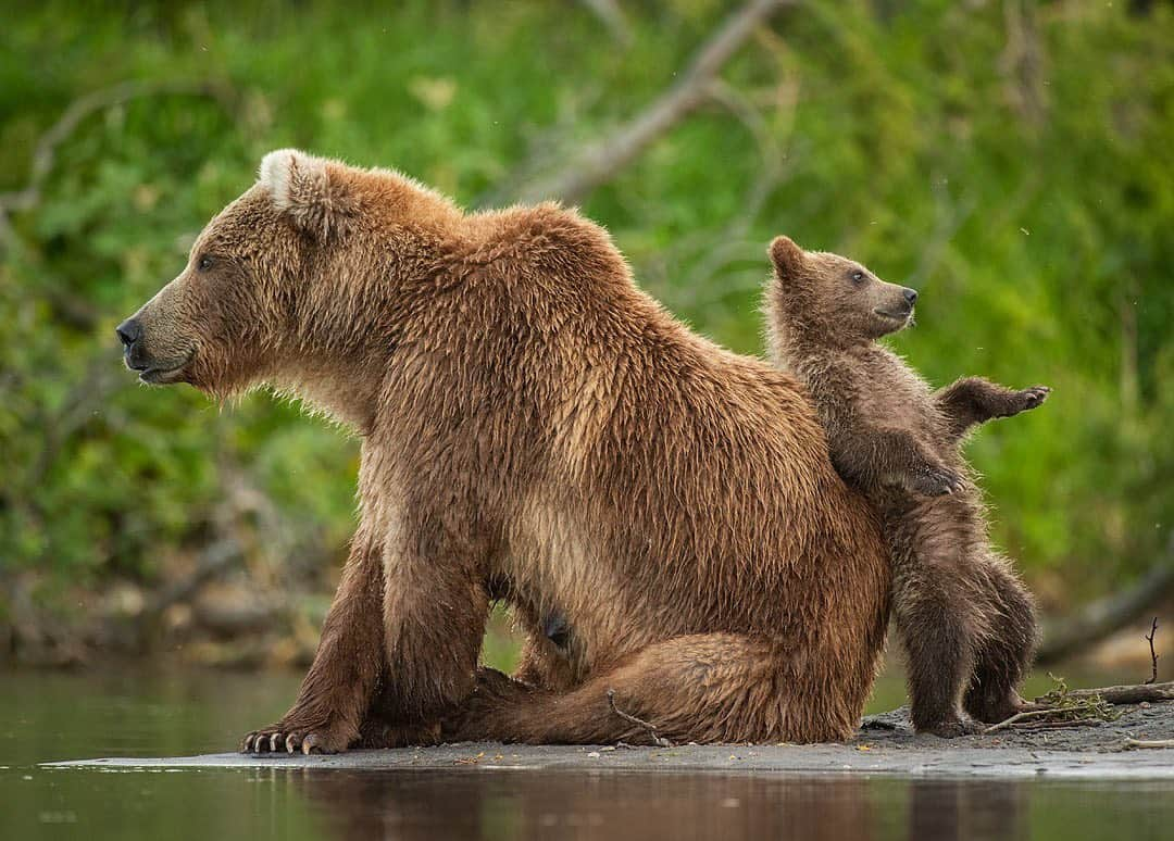 thephotosocietyさんのインスタグラム写真 - (thephotosocietyInstagram)「Photograph by @andyparkinsonphoto/@thephotosociety  Kamchatka bear cub leaning on his mum – I was going to post a cropped version of this image, concentrating primarily on the leaning cub, but first I wanted you see this image in it’s entirety. It was one of those magical evenings and early on, before the last evening light came through this young cub sauntered up to his mum. In these moments it is impossible to guess at what the cub may or may not do so at all times I simply try to respond as best as possible. Fortunately I was shooting on my @nikoneurope 200-400mm lens, a zoom which always provides excellent versatility and responsiveness and it was this that enabled me to zoom out and include the stretching cub. First of all the cub simply went and sat next to his mum, the resulting images were nice enough. Then he blessed us further by deciding to stand up but the real joy was when he suddenly decided that he might like to recline against his mum, a privilege afforded to only the luckiest little bear cubs. None of us could believe our luck but our evening was not to end there, the little cubs soon came running over before the whole family went to fish in the river on the other side of us. It was here that we were able to photograph them using beautiful backlight, the resulting images will no doubt be posted here shortly. For now though I’ll leave you with this little fella, no doubt enjoying leaning into the soft, warm fur of an adult bear, arguably one of the safest places that anyone could find themselves. Thanks again to @nikoneurope for the loan of their rocket-ship D5, a camera that not only focussed super quickly and accurately but also allowed me to shoot a bewildering amount of images, images which I now need to sort through to try and decipher which ones are the best to process. If you want to join me here next year then please register your interest at tours@andrewparkinson.com」8月12日 3時59分 - thephotosociety