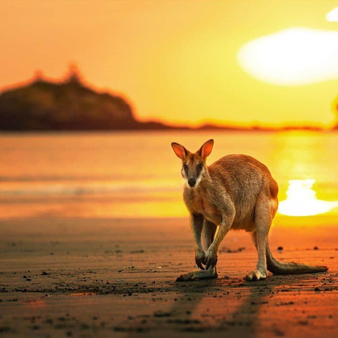 Australiaさんのインスタグラム写真 - (AustraliaInstagram)「The locals really know the best spots to watch the #sunrise. 🤩 @glanzpunkt saw this #wallaby at @visitmackay’s #CapeHillsborough, a #beach in @queensland that’s known for special #wildlife encounters like this. The local roos and wallabies love hanging out along the shoreline in the morning, feeding on mangrove seed pods and hopping about. Book a @rangersam_ ‘sunrise with the wallabies tour’ to see them up close - It’s a magical combo that will start your day right.  #seeaustralia #thisisqueensland #meetmackayregion #travel #wildlifephotography」8月12日 4時00分 - australia