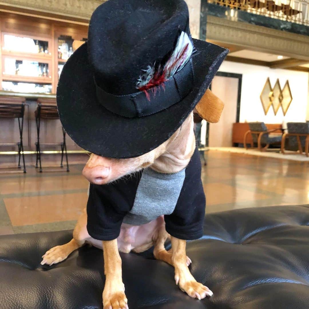 Tuna {breed:chiweenie} さんのインスタグラム写真 - (Tuna {breed:chiweenie} Instagram)「Tuna in general is 😍😍😍 but Tuna in a tiny top 🎩 is 😍😍😍😍😍😍😍😍😍😍😍😍😍😍😍. From the creative visionaries at @gladystamezmillinery」8月12日 5時40分 - tunameltsmyheart
