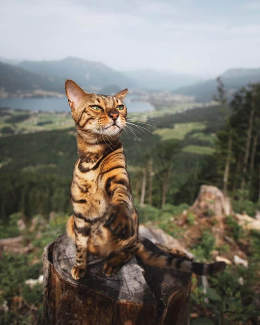 Canon Photographyさんのインスタグラム写真 - (Canon PhotographyInstagram)「What’s a better travel companion? Cats or dogs? Let us know your thoughts in the comments!  Photography | @yuma_and_laura  #canon_photos #cats #catsofinstagram #catstagram #cats_of_world #catphotography」8月12日 11時12分 - cpcollectives