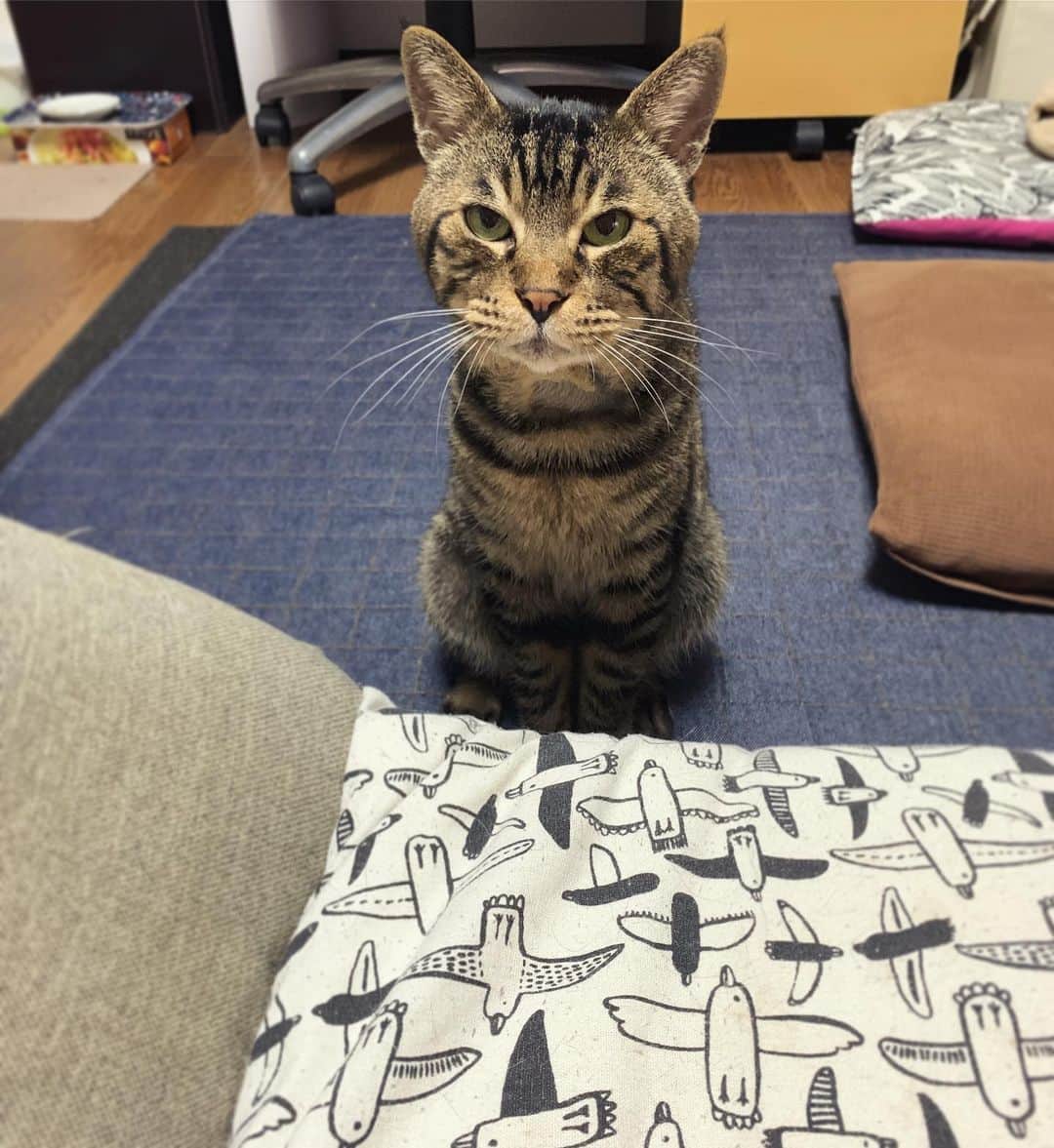 Musashiさんのインスタグラム写真 - (MusashiInstagram)「夜ムサシ。座椅子で寝るところを見ていて欲しいらしいです。Look at me now. #musashi #mck #cat #キジトラ #ムサシさん #musashi_the_cat #ねこすたぐらむ」8月12日 5時58分 - _daisy