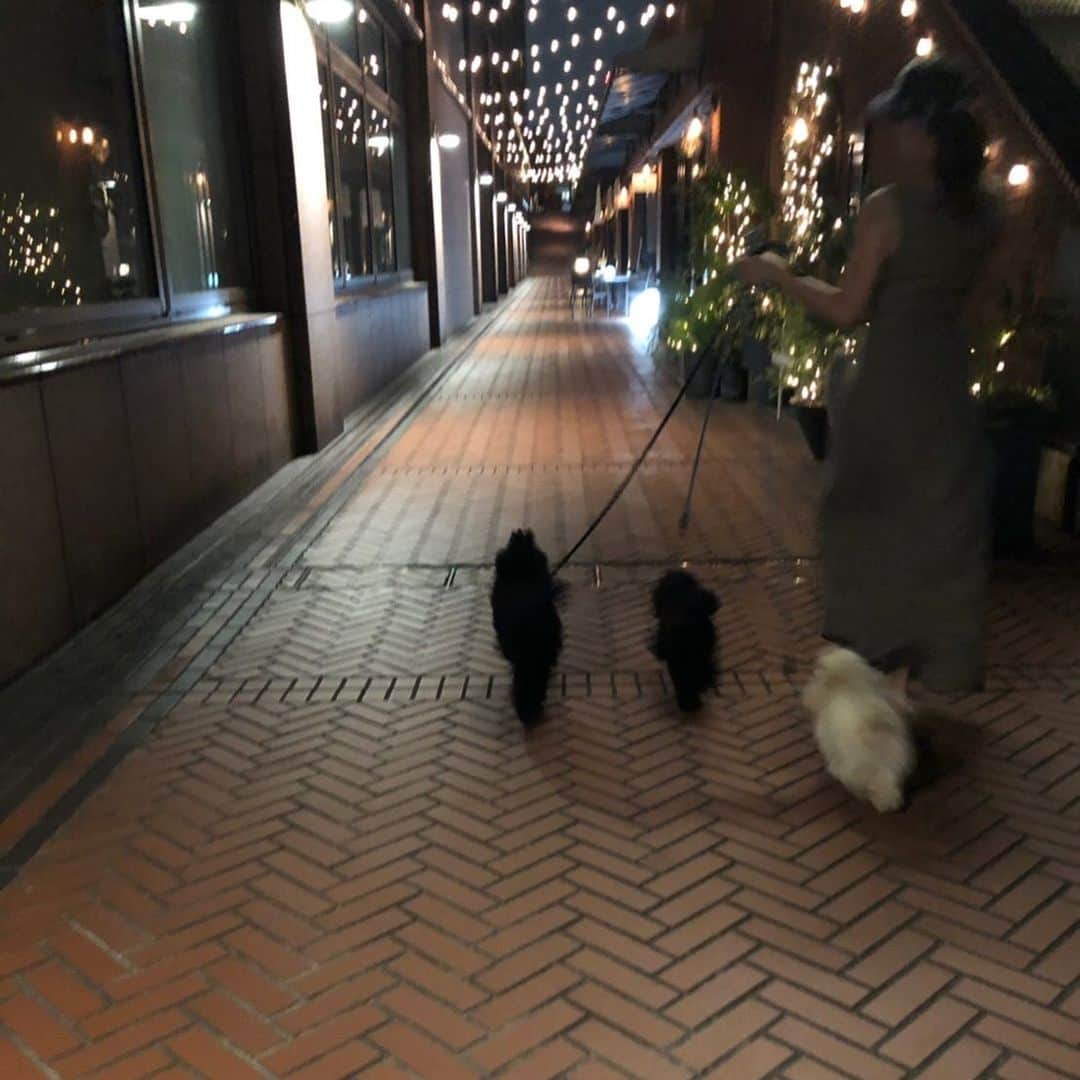 のインスタグラム：「夜のお散歩って好き❤️ 本当は彼とワンコたちと夜カフェ行ってまったりしたかったー！！ あっとゆう間に連休が終わっちゃうなー😭 残り1日めっちゃ楽しもー❤️ #トイプードル #スマッシュプードル #ティーカッププードル」