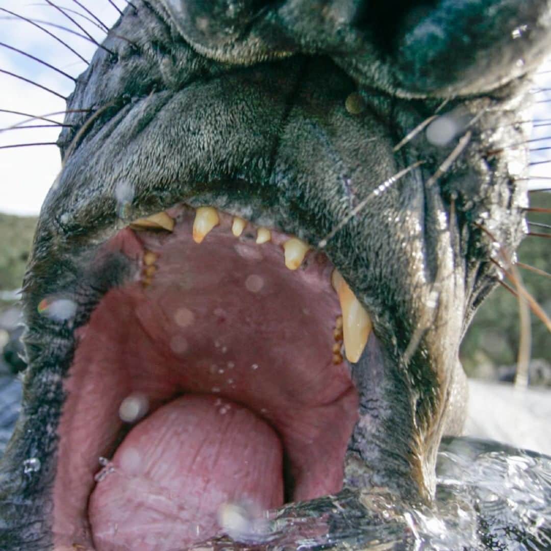 のインスタグラム：「Photo by Paul Nicklen @paulnicklen | When it comes to experiences with the power to change your life, it doesn't really get more raw than when you find yourself up against an 8,000-lb elephant bull seal who's mistaken you for a rival breeding male. You're in the middle of nowhere, surrounded by nothing but freezing water and icy desert, and your heart's beating so fast it feels like it's going to bruise the inside of your chest. This elephant seal came barreling toward me in defense of his harem and the entire beach, and this is what it looked like when I used my underwater housing to push him off. I accidentally hit the shutter as I scrambled to get out of his way. Other photographers ask me if they should get in the water with elephant seals in Antarctica during breeding season. The answer is no. It's like getting in the water with hippos. When this male approached me, I was in the shallows, and I made it back to land with my camera still clutched in my hands and without injury. Elephant seals beat up on each other all day long; bulls grab 1,500-pound females in the surf zone and drown them in an attempt to breed. I still do not want to play a role in affecting their behavior; it is always my prime objective to be like a ghost when I walk in the wild parts of our world. I should have known better and now I do. Please #follow me @paulnicklen where I share more about the experiences that have both shaped my career. #respect #elephantseal #nature #wildlife」