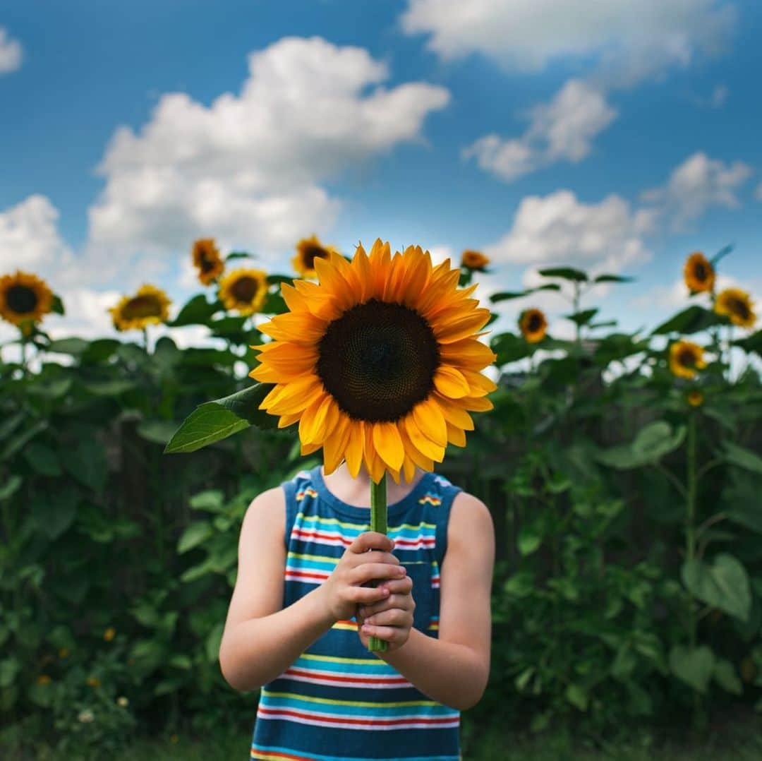 Beth Mancusoのインスタグラム：「It’s sunflower season! I’m determined to make it to a field this year. . . . . . . #cameramama #clickinmoms #runwildmychild #momtogs #minnesota #onlyinmn #capturemn #thisismyminnesota」