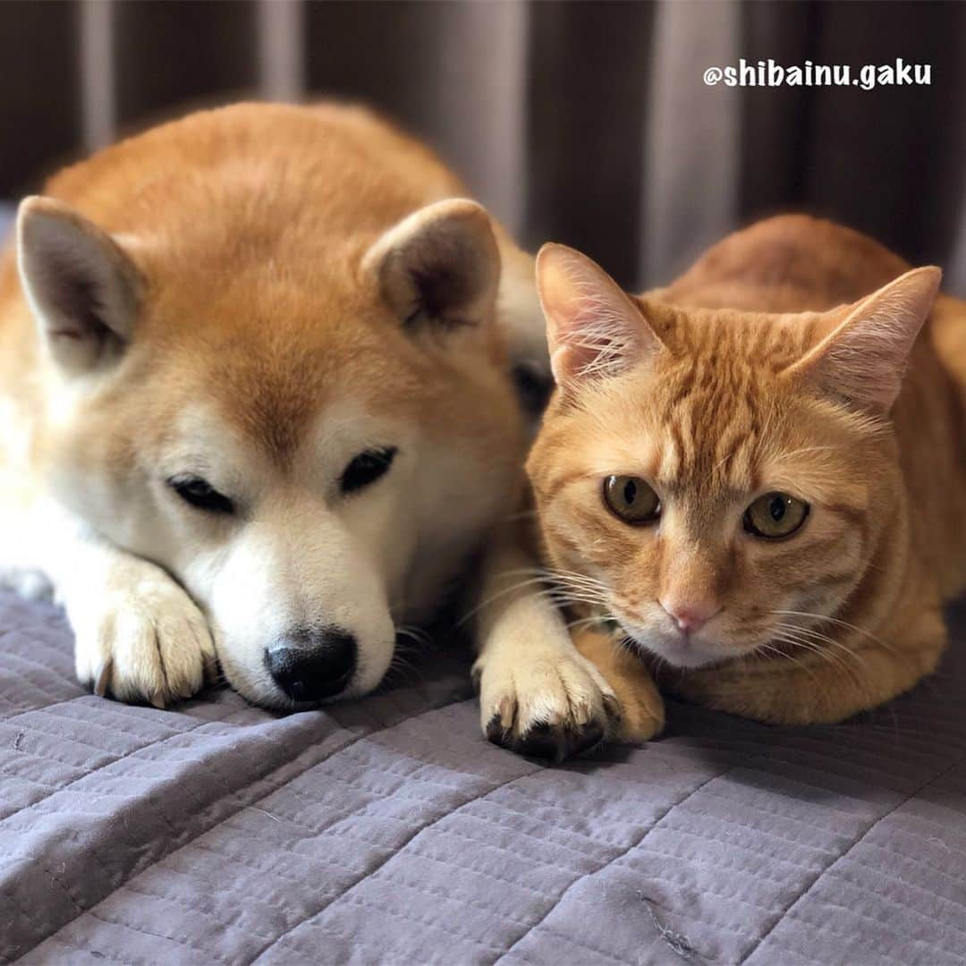 Kazumi-Gakumamaさんのインスタグラム写真 - (Kazumi-GakumamaInstagram)「今日も朝ん歩参加➰🐕♫•*¨*•.¸¸♪ *  今朝は風がなく湿気のせいで相変わらず暑かったけど、曇ってたから少し楽だったね〜‼︎ *  昨日のアブラゼミさんのその後がどうなっているか⁉︎気になっていたので確認~👀 *  どうやら無事に飛んで行った模様😌 良かった〰️👍 ☞4枚目と5枚目の写真📷 *  寅次朗は相も変わらず、散歩の後の岳のひっつき虫に➰😼 *  可愛いけど散歩直後の岳にはうざったい寅次朗なのでした😹 🐾----*----*----*----🐾 I was worried after yesterday's large brown cicada, so I went to check it, but I felt relieved that it seemed that I went safely😌 🐾----*----*----*----🐾 #柴犬 #岳 #柴犬岳 #柴犬ガク#gaku #shibainugaku #shiba #shibainu #shibastagram #いぬすたぐらむ #寅次朗 #茶トラ #まるどら #gingercat #岳と寅次朗 #にゃんすたぐらむ #ねこすたぐらむ  #pecoいぬ部 #pecoねこ部 #pecotv #ふわもこ部 #ワンフルエンサー #ニャンフルエンサー  #Hermosos #アブラゼミの脱け殻  #蝉の羽化その後 #日航機墜落事故から34年 #パンの日 #20190812」8月12日 8時02分 - shibainu.gaku