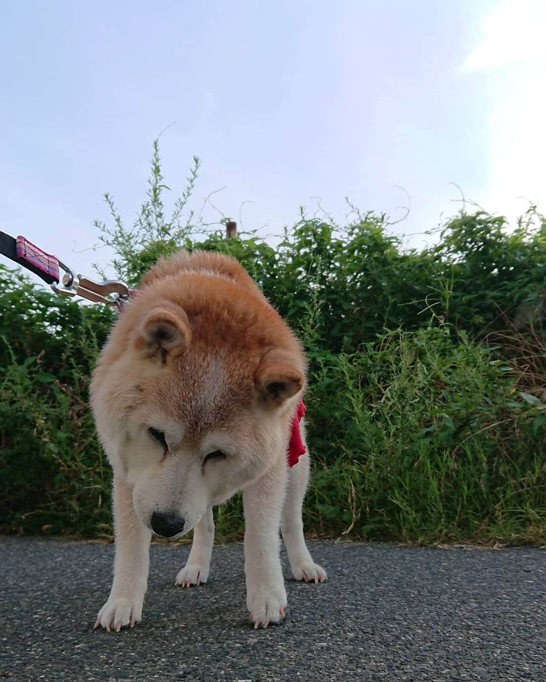 柴子さんのインスタグラム写真 - (柴子Instagram)「おはようございます。 今朝は早起きしてお墓参りに。 柴子(仮名)さん、ついでに散歩に連れて行かれてトボトボ。寝ぼけてたのかな(笑) #柴犬　#shibainu #shibastagram」8月12日 8時03分 - senogawadogs