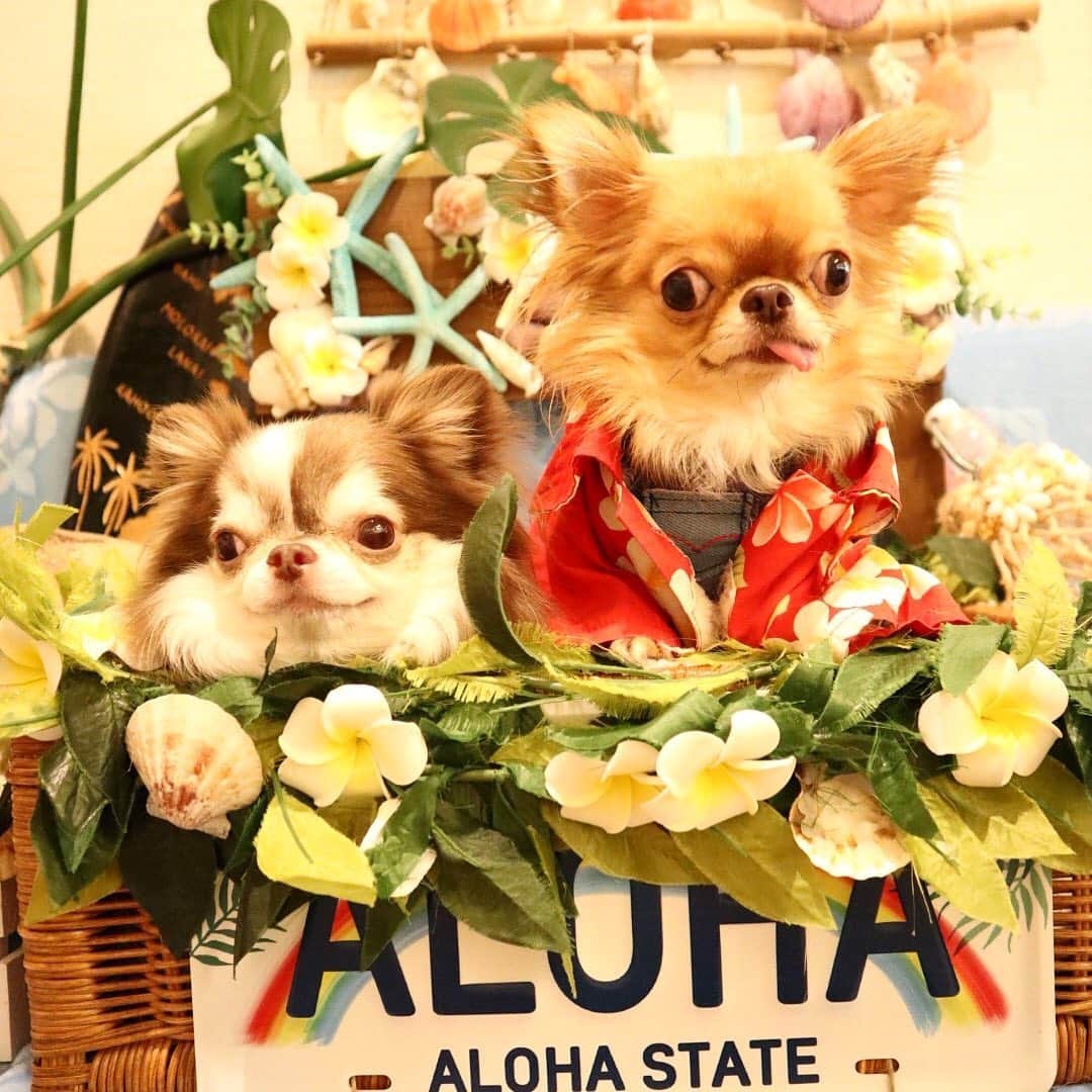 kayoのインスタグラム：「* * ハワイ行ったら アロハシャツ着ないとね〜🏝🌺 * * Lychee🌺kulio * * #chihuahua#chihuahualove#dogstgram#dog#instadog#チワワ#チワワ大好き * *」