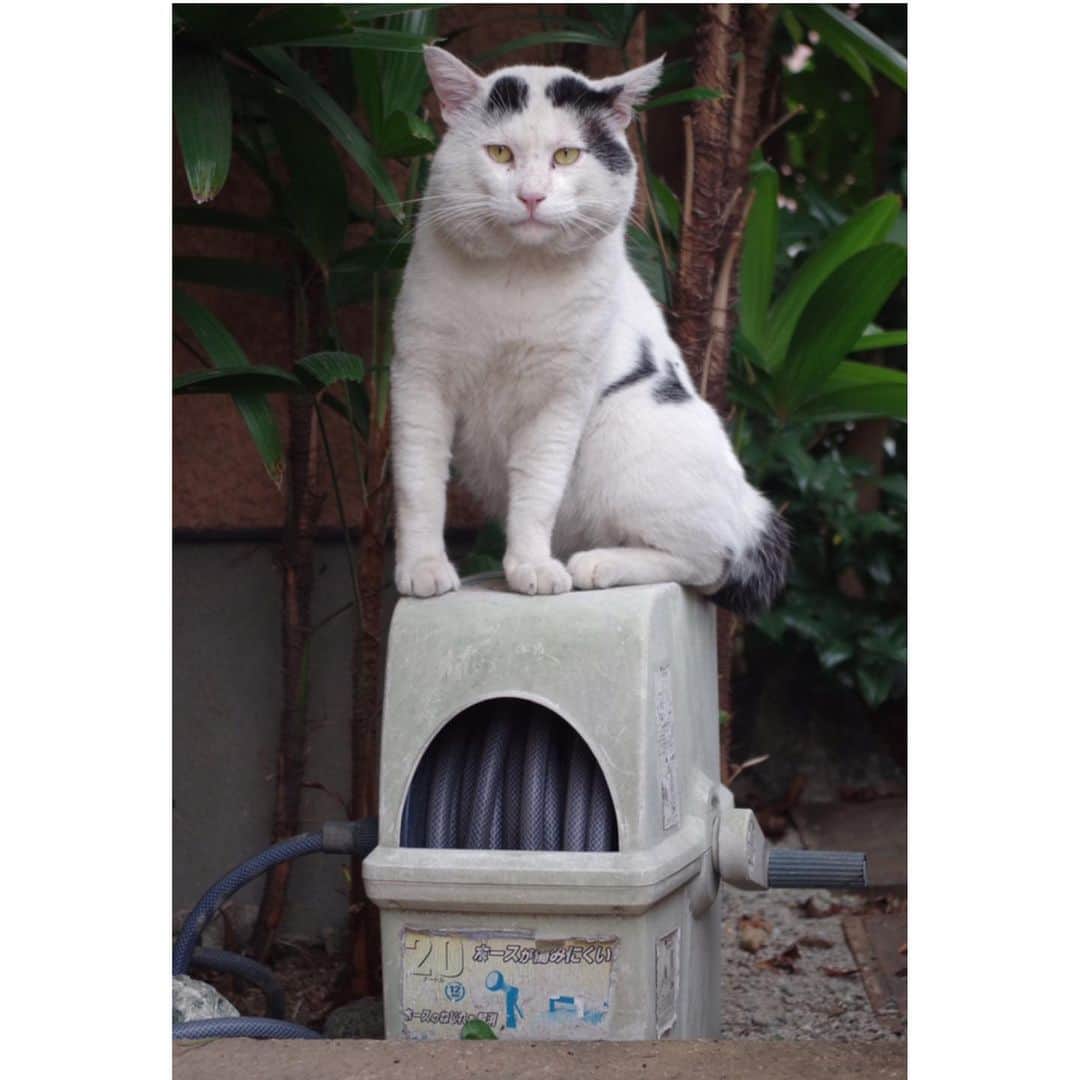 Kachimo Yoshimatsuさんのインスタグラム写真 - (Kachimo YoshimatsuInstagram)「ナナ公 #uchinonekora #nanakuro #sotononekora #neko #cat #catstagram #kachimo #猫 #ねこ #うちの猫ら http://kachimo.exblog.jp」8月12日 8時20分 - kachimo