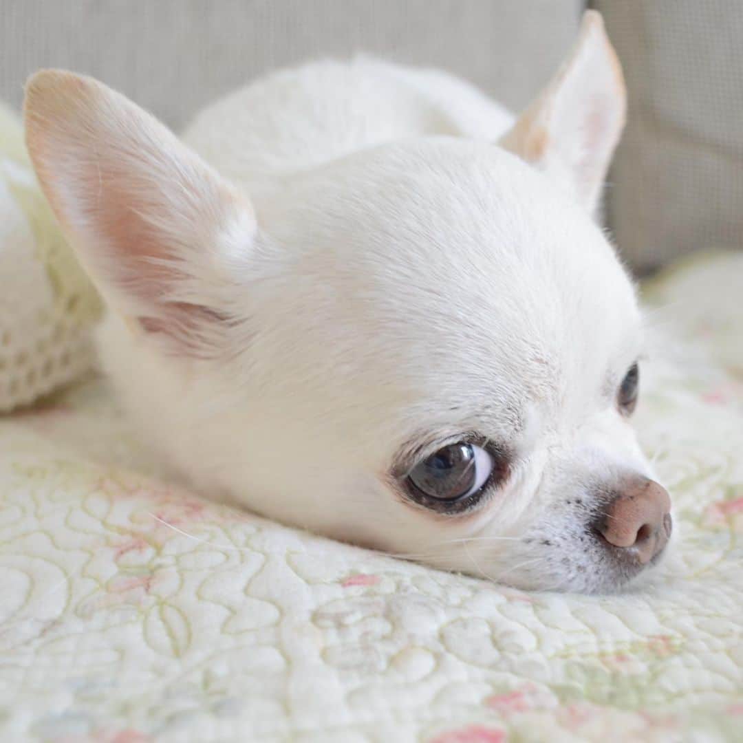 KORIKIのインスタグラム：「おはようございます♪ * #dogofsapporo #dog, #dogs, #dogstagram,#chihuahua,#犬バカ部,#チワワ,#koriki, #hanadog #白スムチ連合会, #スムチー,  #dogofthedayjp, #dogoftheday  #ilovemydog #instadog #instapet #WhiteChihuahua  #吉娃娃 #치와와  #dogsofinstagram #Chihuahualover  #チワワの輪 #barkbox #WhiteChihuahuaParty #もふもふモフモフ」