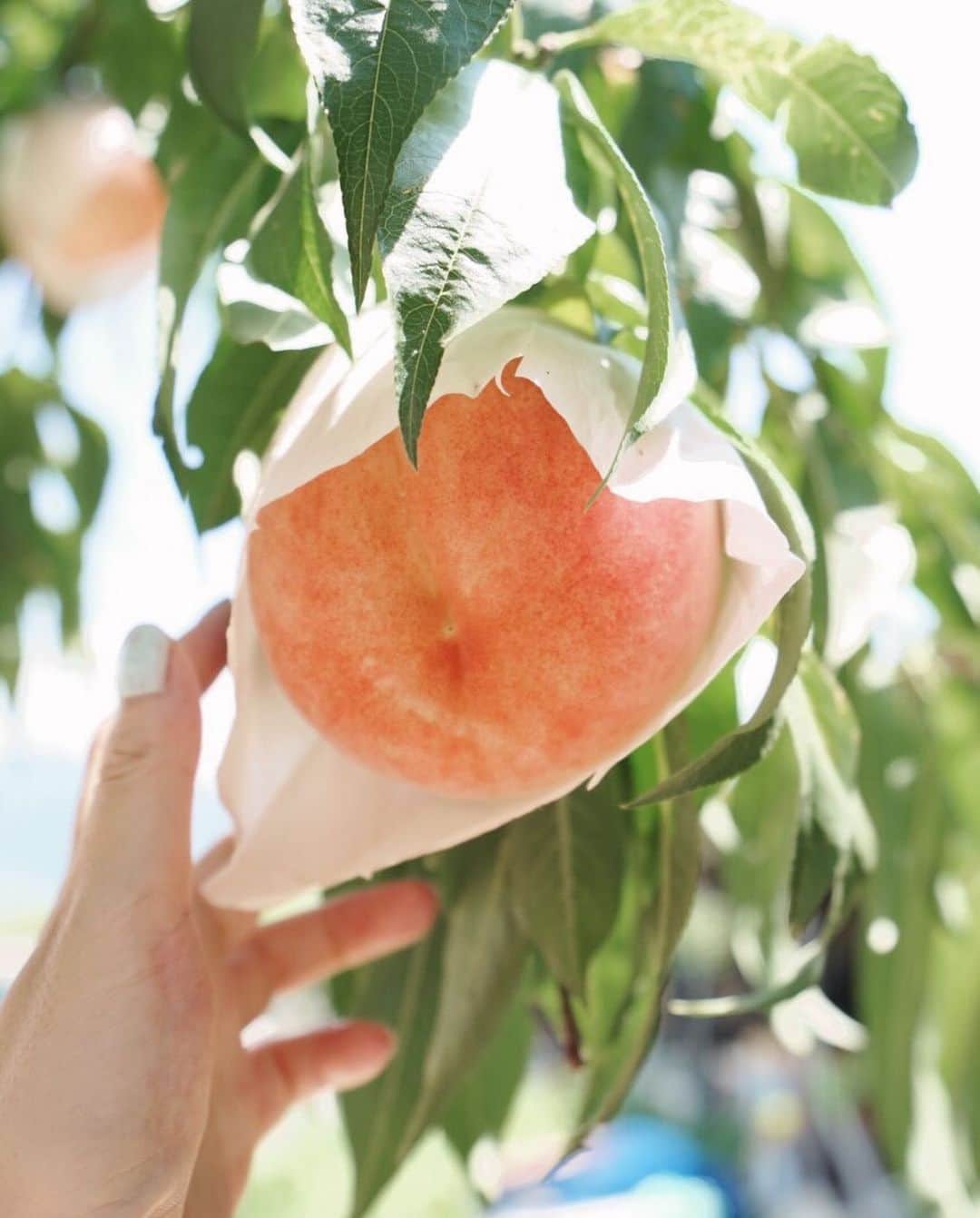 ryoko_juilletのインスタグラム：「-Peach Picking-  山梨で桃狩り🍑  #peachpicking #桃狩り」