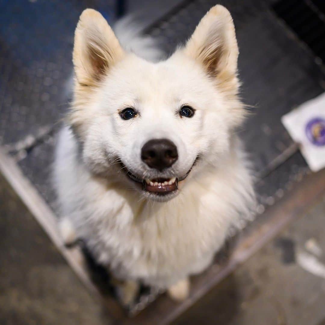 The Dogistさんのインスタグラム写真 - (The DogistInstagram)「Luna, Samoyed (20 m/o), Minetta & Macdougal St., New York, NY • “She’s in trouble. She’s being punished. She ripped open the door to my bedroom and left fish skin and toilet paper everywhere.” @luna_smileylandcloud」8月12日 9時09分 - thedogist