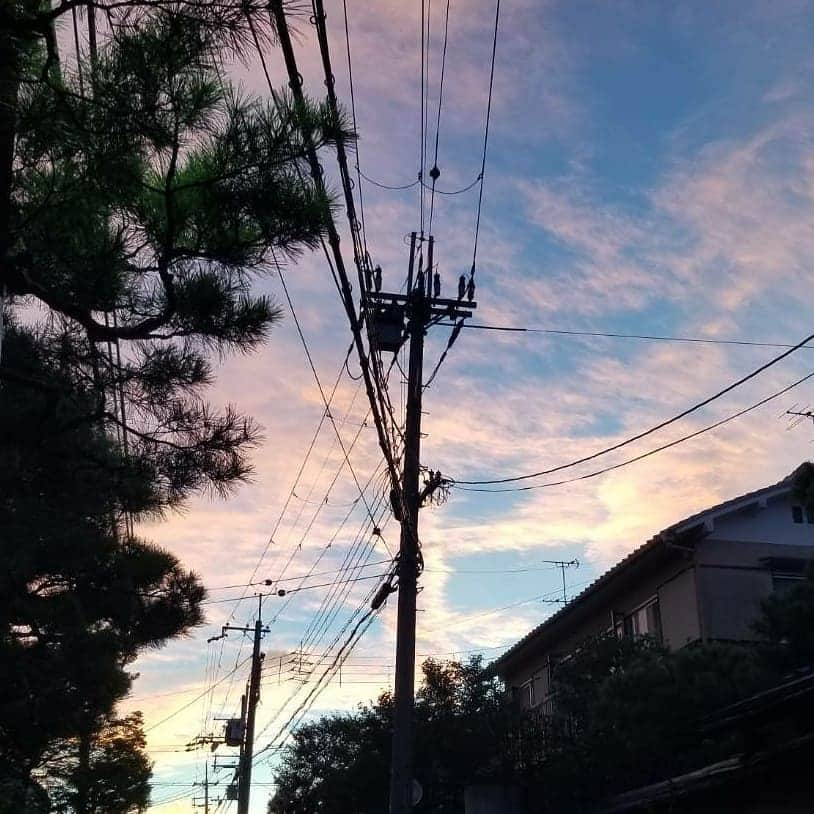 ハナとソラさんのインスタグラム写真 - (ハナとソラInstagram)「今日の夕焼け空  青い空と 夕焼け雲のコントラストが とっても綺麗✨✨✨ * こよもピンクに染まったよ❤️ #ここ柴部 #柴犬 #柴犬こよみ #今日のこよさん #しばすたぐらむ #shibastagram #shibainu #夕焼け #夕焼け空 #ここ柴バンダナ」8月12日 20時26分 - nsdikm_hanasora