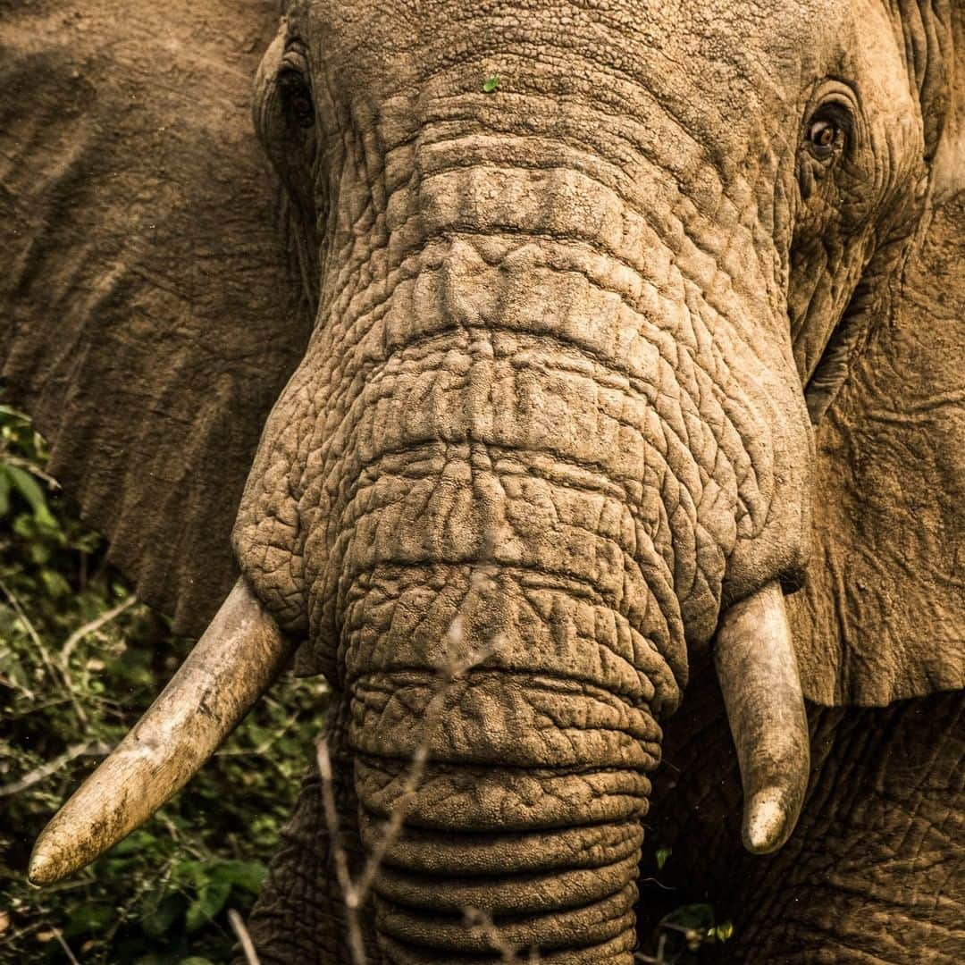 National Geographic Travelさんのインスタグラム写真 - (National Geographic TravelInstagram)「Photo by @amivitale | A wild elephant browses at the Namunyak Wildlife Conservancy in northern Kenya. These sentient giants are nature’s greatest engineers. By eating the trees and brush, they keep the land open and grassy. Without them, other wildlife, people and livestock all suffer. This place used to be dangerous with warring tribes and the landscape looked very different but today it is thriving. From a count of none, there are now more than 6,300 elephants in the area. It's incredible to see how resilient nature is if we give it a chance. Follow @amivitale to learn how photography can support those at @r.e.s.c.u.e who care for the most vulnerable of the elephants and strengthen the communities surrounding them. @conservationorg @thephotosociety @natgeoimagecollection #protectelephants #elephants #stoppoaching #kenya #worthmorealive」8月12日 19時01分 - natgeotravel