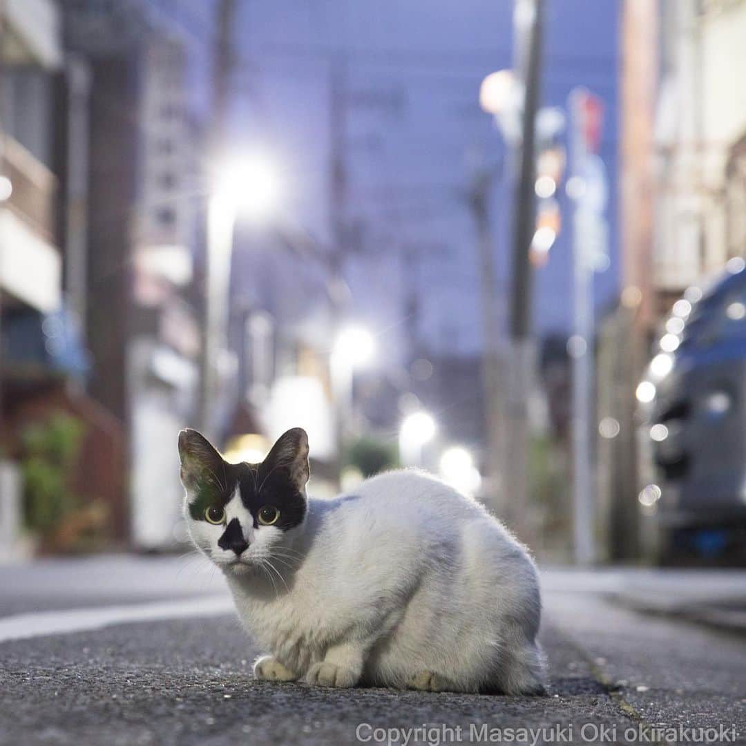 Masayukiさんのインスタグラム写真 - (MasayukiInstagram)「久しぶりに会えた お鼻柄すこしずれてるさん。  #cat #ねこ」8月12日 19時04分 - okirakuoki