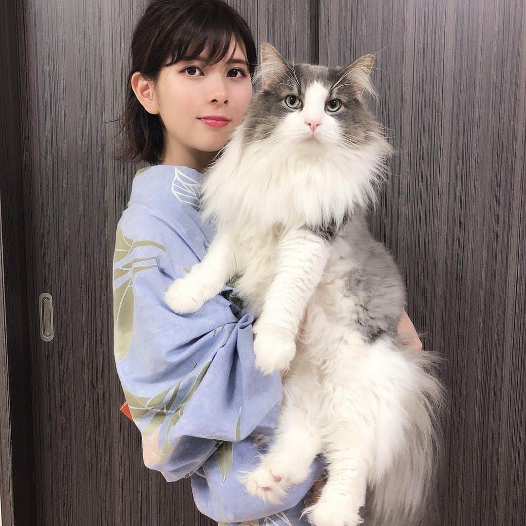 Sagiri Kitayamaさんのインスタグラム写真 - (Sagiri KitayamaInstagram)「すぎのお姉ちゃんの事が大好きなキャスバル❤2枚目、キャスバルからちゅー(ほんとはスンスン？)しに行ってました🥰  #イケニャン祭  #お姫様祭 #キャスバル  #ノルウェージャンフォレストキャット #ノルウェージャン #norwegianforestcat #norwegian #ラグドール #ragdoll #neko #ねこ #ねこ部 #ネコ #猫 #猫部 #cat #catstagram #catlover #catsofinstagram #instacat #kitty #ふわもこ部 #むにゃげーず #耳毛部」8月12日 19時25分 - rererurerurela