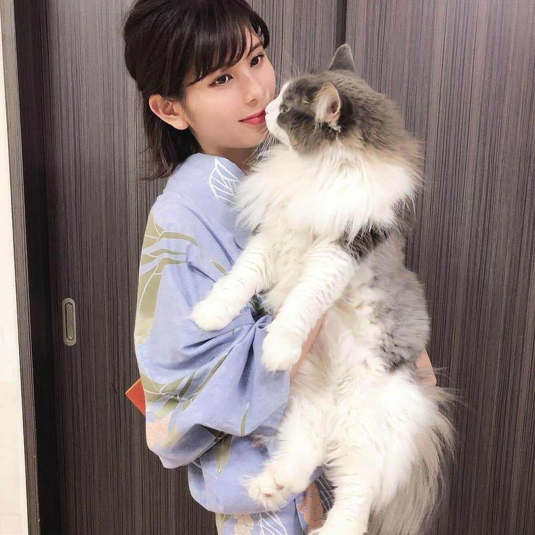 Sagiri Kitayamaさんのインスタグラム写真 - (Sagiri KitayamaInstagram)「すぎのお姉ちゃんの事が大好きなキャスバル❤2枚目、キャスバルからちゅー(ほんとはスンスン？)しに行ってました🥰  #イケニャン祭  #お姫様祭 #キャスバル  #ノルウェージャンフォレストキャット #ノルウェージャン #norwegianforestcat #norwegian #ラグドール #ragdoll #neko #ねこ #ねこ部 #ネコ #猫 #猫部 #cat #catstagram #catlover #catsofinstagram #instacat #kitty #ふわもこ部 #むにゃげーず #耳毛部」8月12日 19時25分 - rererurerurela