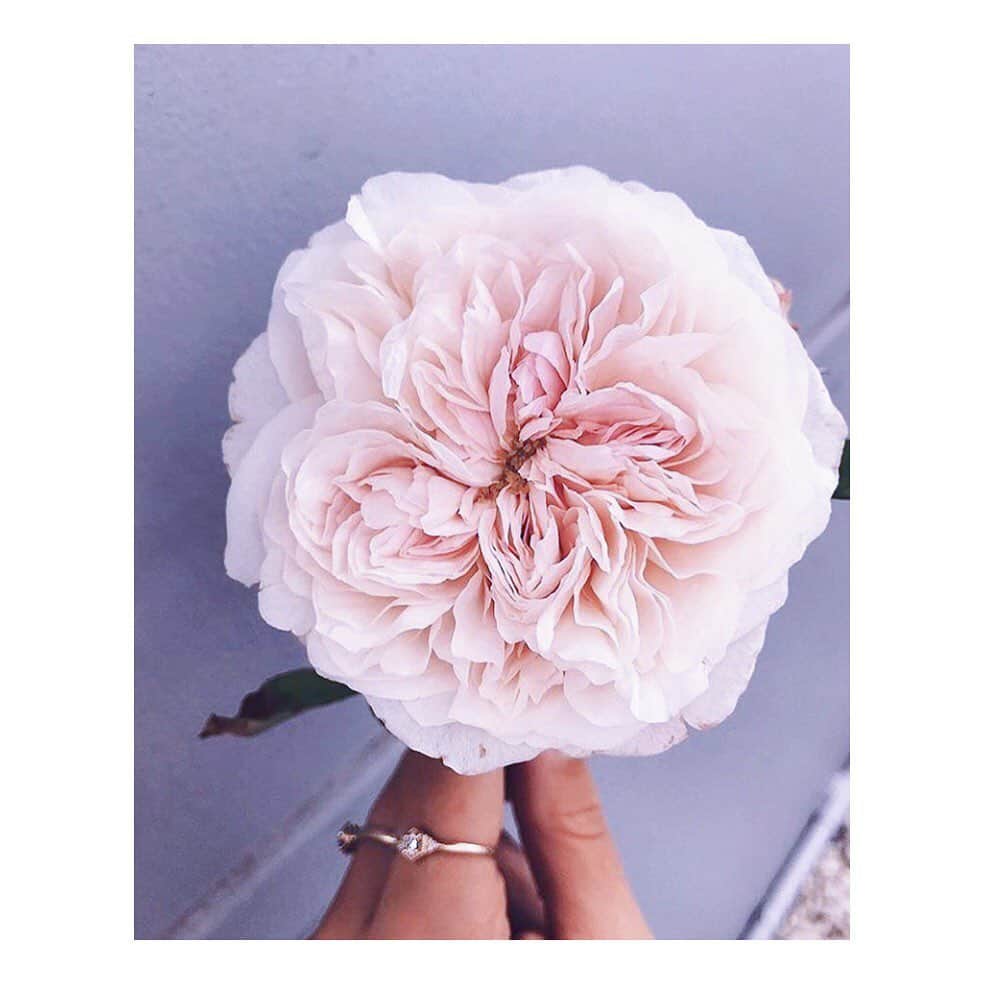 ココリボンさんのインスタグラム写真 - (ココリボンInstagram)「PETAL Perfection 🌸 #BeautyInNature #Printspiration • RG @boutierre_girls」8月12日 19時23分 - cocoribbon_official