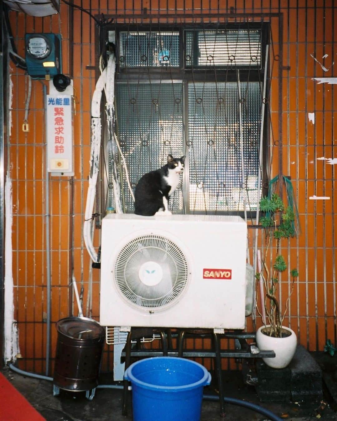 Hiashi Maeharaのインスタグラム：「🐱 film」