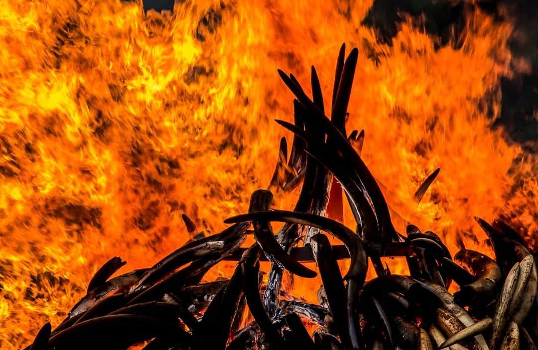 のインスタグラム：「Photo by Beverly Joubert @beverlyjoubert | For World Elephant Day, I'm posting an image of the burning tusks from thousands of elephants in Kenya in 2016, the largest ivory burn to date. These burns are controversial acts against poaching because of the high monetary value of ivory, and while Kenya didn’t expect this to end the poaching, it sent a strong message: Elephants are worth more alive, and Kenya was stepping up its war against those who traffic in wildlife and wildlife products. Why not sell the ivory and use the money for the conservation of these animals? Well, these tusks are mostly from elephants illegally killed for their ivory, which has been confiscated over the years, and Kenya refused to make money from contraband. Also, in the past ivory released for sale ended up fueling the demand, and there was a sudden and extreme rise in elephant poaching, which has cost countries countless more millions than were ever raised from sales. Tanzania lost over half its elephant population in just five years, and Africa lost a whopping third of all elephants. Many people don’t know that elephants are killed for their tusks and believe that they fall out naturally. They don’t. Since this burn, a number of important things have happened. China has banned the sale of ivory, and while there is still illegal trade, prices have fallen dramatically and so has elephant poaching. However, in southern Africa, where the world's last substantial elephant population remains, Botswana, Namibia, and Zimbabwe are calling for an end to the ban in trade of raw ivory and are planning to apply for these changes at the next CITES to conference, declaring that the money raised will be used for conservation and anti-poaching. #WorldElephantDay #worthmorealive #saynotoivory #kenyaivoryburn #whenthebuyingstopsthekillingcantoo」