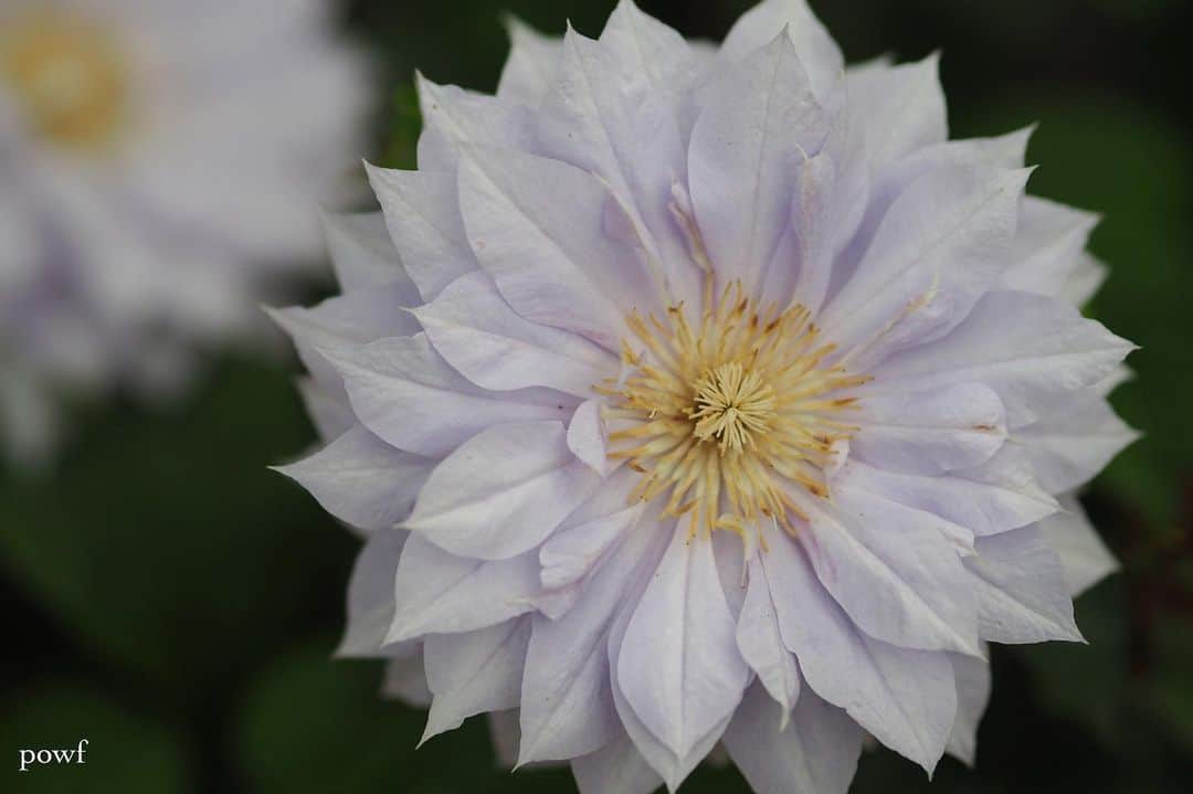 anemone_69のインスタグラム：「. ⋆*❁*⋆ฺ｡*」