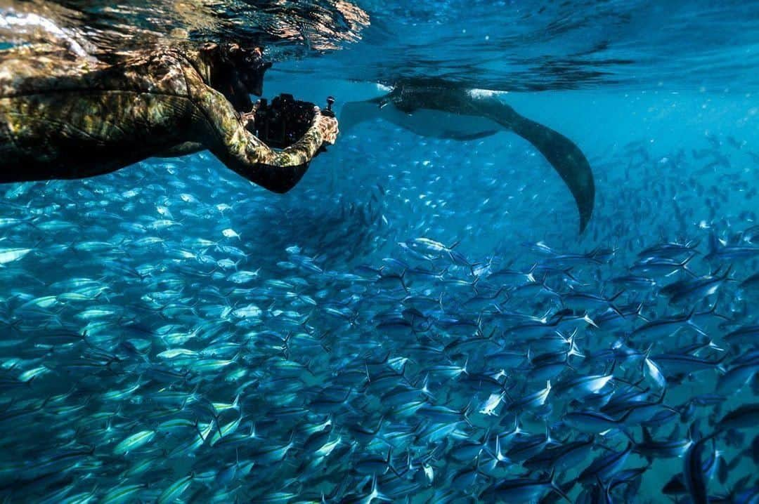 Australiaさんのインスタグラム写真 - (AustraliaInstagram)「When the queue is long but you skip through it swimmingly with a fast pass. 🐟 @nushfreedman followed a #mantaray through a school of fish in @westernaustralia’s #Exmouth, which, in his words, was “one of my favourite memories and one of the most beautiful things I have ever seen.” You can swim with these playful creatures year-round along the @australiascoralcoast, join a snorkelling or diving tour with @sail_ningaloo, @ningalooreefdive or @ningaloocoralbay for your best chance to experience a special moment like this.  #seeaustralia #justanotherdayinwa #coralcoast #underwaterphotography #travel」8月12日 20時00分 - australia