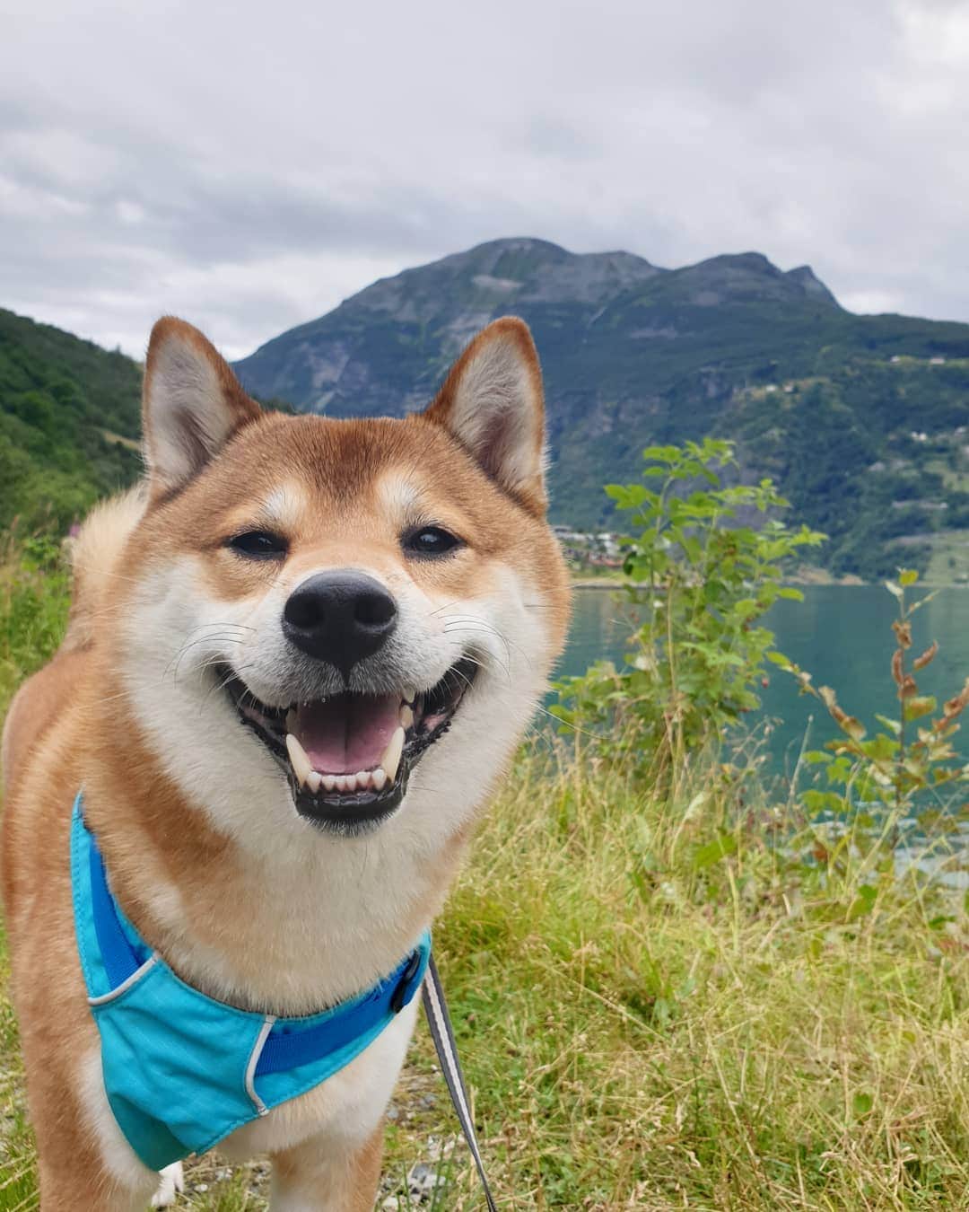 ?Fricko the Shiba Inu?のインスタグラム：「I miss my happy walk in this beautiful place😭😭 🐾 🐾 🐾 🐾 #Fricko #🐶 #☀️ #shiba #shibainu #dog #柴犬 #赤柴  #adorable #shibalovers #shibaholics  #dogoftheday  #weeklyfluff #aww #dogstagram  #dogscorner #puppiesofinstagram #shibapuppy」