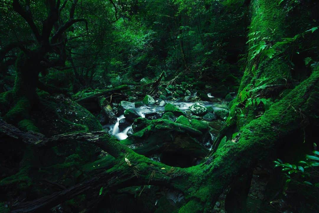 中村哲平さんのインスタグラム写真 - (中村哲平Instagram)「Beautiful Yakushima  #屋久島 #yakushima #landscapejapan #sceneryjapan #japanesebeauty #landscape_hunter #natureporn #nature_captures #wildlifejapan #風景写真 #風景写真部 #屋久杉 #縄文杉 #白谷雲水峡 #白谷雲水峡苔むす森 #苔むす森 #もののけ姫 #もののけ姫の森 #princessmononoke」8月12日 20時17分 - teppeinakamura