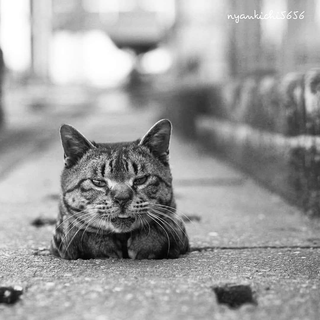 路地裏のにゃん吉さんのインスタグラム写真 - (路地裏のにゃん吉Instagram)「ヘイヘイおみゃーらだらけてんじゃねっぞ  お仕事の皆はお疲れちゃんや  #生き抜け野良猫 (会いたいよペロ) 過去画  #แมว #igersjp#ねこ#猫#ig_japan#ねこ部#ふわもこ部#kittens_of_world #にゃんすたぐらむ#みんねこ #cats#ファインダー越しの私の世界 #catsofinstagram#catstocker#gatto#catloversclub#ペコねこ部#ピクネコ #東京カメラ部#icu_japan#team_jp_モノクロ #고양이 #catstagram#japan_photo_now #bestcatclub  #balousfriends#ファインダーは私のキャンパス  #gallery_legit #bnw_legit」8月12日 12時25分 - nyankichi5656