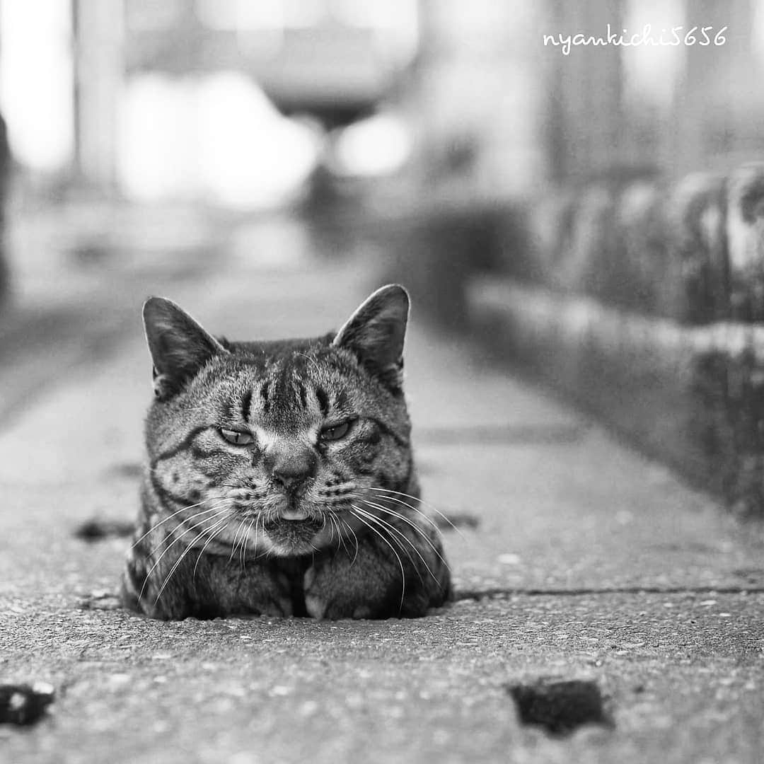 路地裏のにゃん吉のインスタグラム