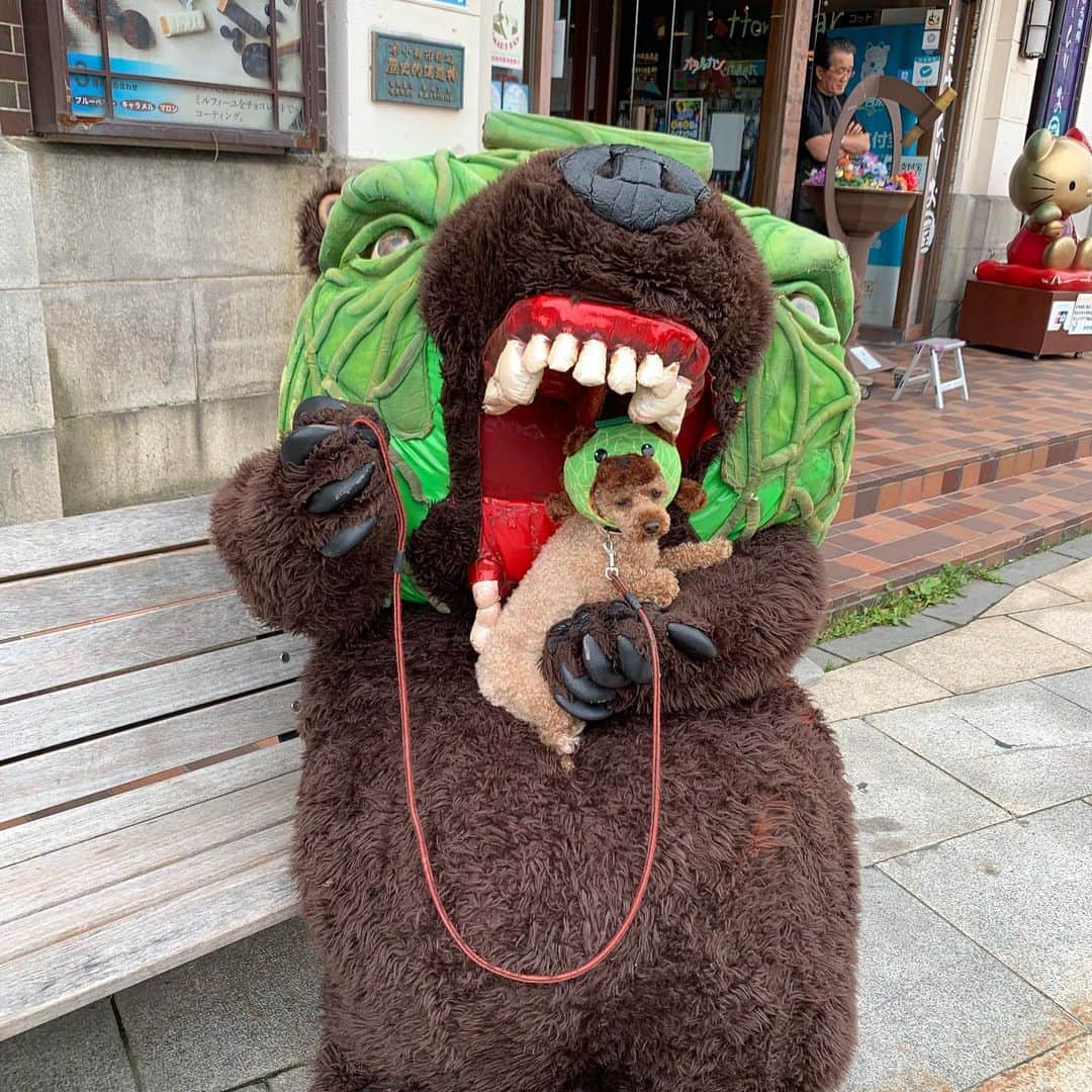 メロン熊【公式】さんのインスタグラム写真 - (メロン熊【公式】Instagram)「小樽でびゅ〜だわん #メロン熊 #小樽  #犬 #プードル #かぶり帽 #会いに来てくれてありがとう」8月12日 12時51分 - yubarimelonkuma