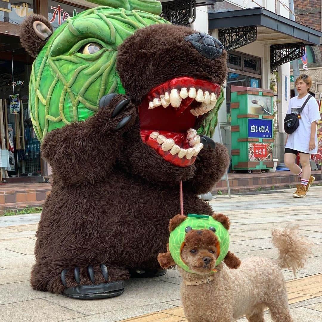 メロン熊【公式】さんのインスタグラム写真 - (メロン熊【公式】Instagram)「小樽でびゅ〜だわん #メロン熊 #小樽  #犬 #プードル #かぶり帽 #会いに来てくれてありがとう」8月12日 12時51分 - yubarimelonkuma