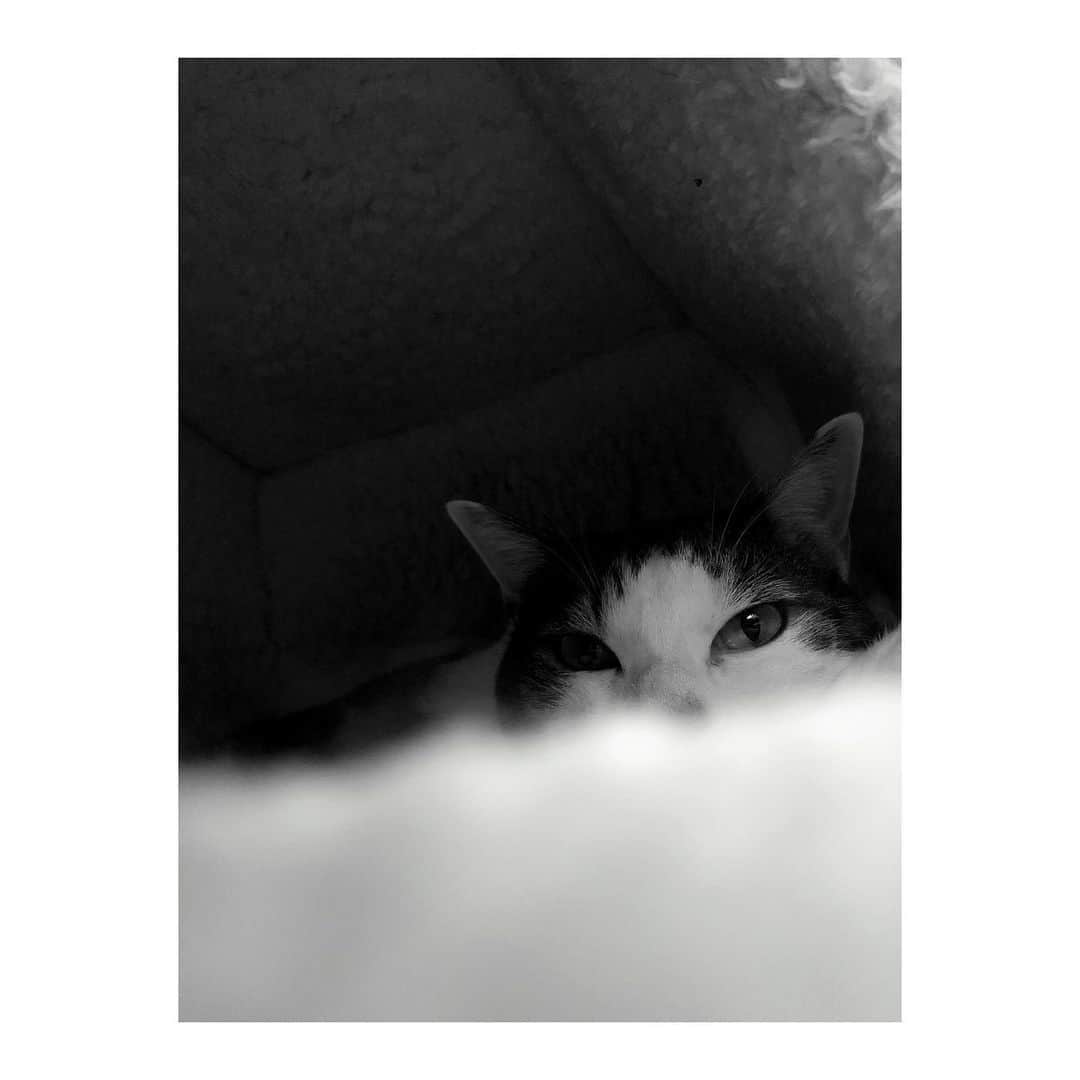 赤間紫動さんのインスタグラム写真 - (赤間紫動Instagram)「. #🐈 #🐾 #choco #family #cat」8月12日 13時07分 - shido_ak