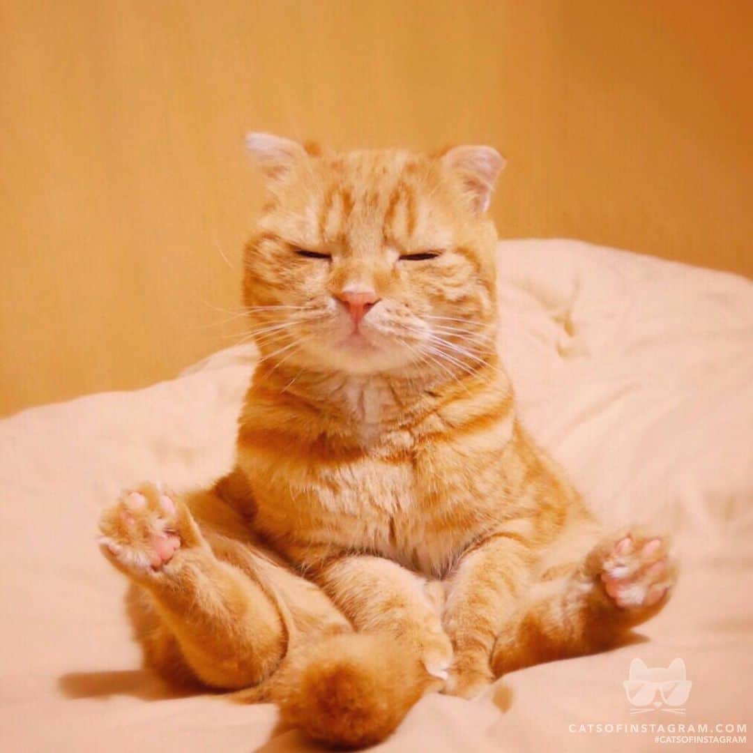 Cats of Instagramさんのインスタグラム写真 - (Cats of InstagramInstagram)「From @ashmiemu: “I practice yoga every day.” #catsofinstagram」8月12日 13時28分 - cats_of_instagram