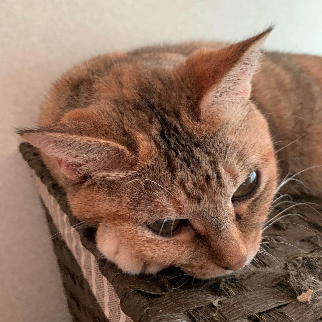 野間美由紀のインスタグラム：「うちのかわい子ちゃん😻」