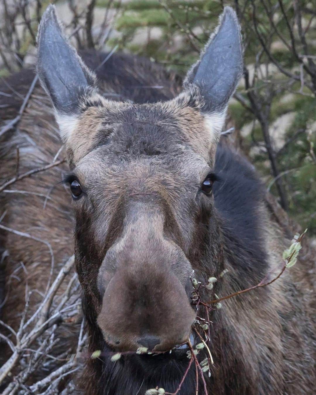 アメリカ自然史博物館さんのインスタグラム写真 - (アメリカ自然史博物館Instagram)「When two male moose compete for a female, the female can sway the outcome. By protesting loudly when courted by an undesired male, she can incite a fight involving the bull she prefers—a larger one who will likely win. The winner will snort in success as the loser retreats, and the victorious pair can then mate without further harassment.  Photo: © Michael Runtz, from @pbsnature」8月12日 13時50分 - amnh