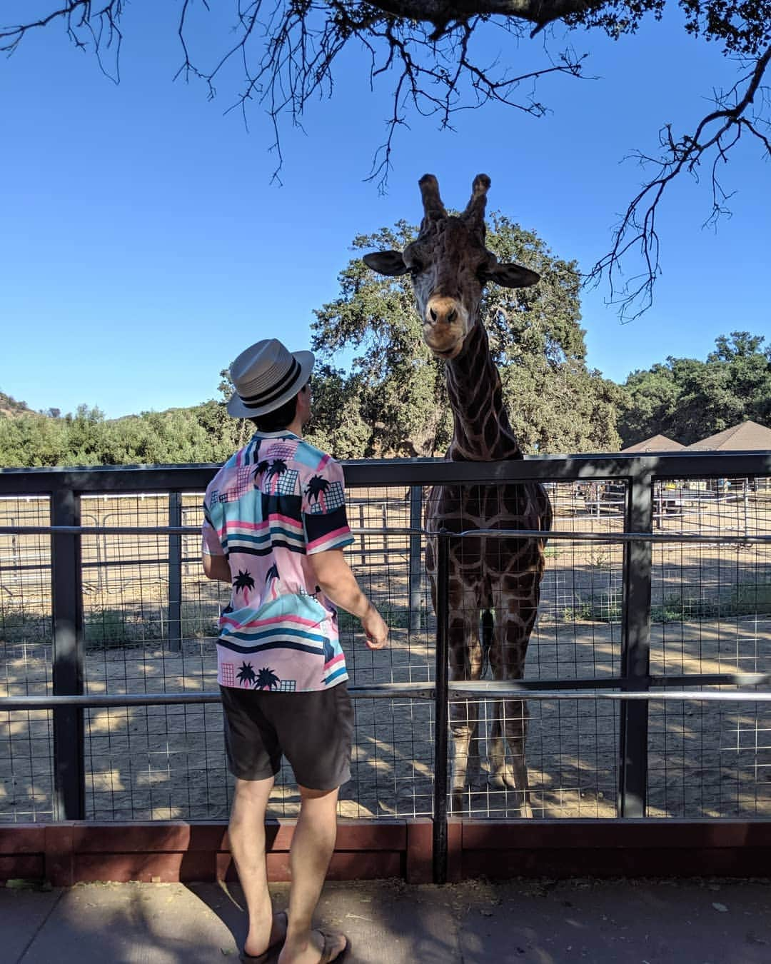 ベアトリサ・リャンさんのインスタグラム写真 - (ベアトリサ・リャンInstagram)「Last day of my summer break spent with Stanley the giraffe, Barack Ollama, and Zabrina the Teenage witch 🤣. Had a lovely week waking up after 5am, eating way too much, and spending time with friends and family. Going on vacation is fun but staying home and seeing what your city has to offer is another great way to spend your time.  #MalibuWineSafari #StanleytheGiraffe #staycation #losangeles #wine #sundayfunday #summerbreak #treatyoself #summer #safari」8月12日 14時23分 - bebe_liang