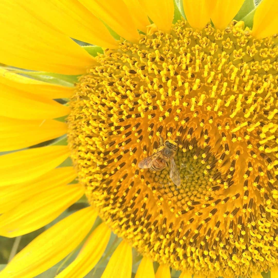 ふかしさんのインスタグラム写真 - (ふかしInstagram)「たまには夏らしいものを。#sunflower #向日葵 #ひまわり」8月12日 14時40分 - fukashi