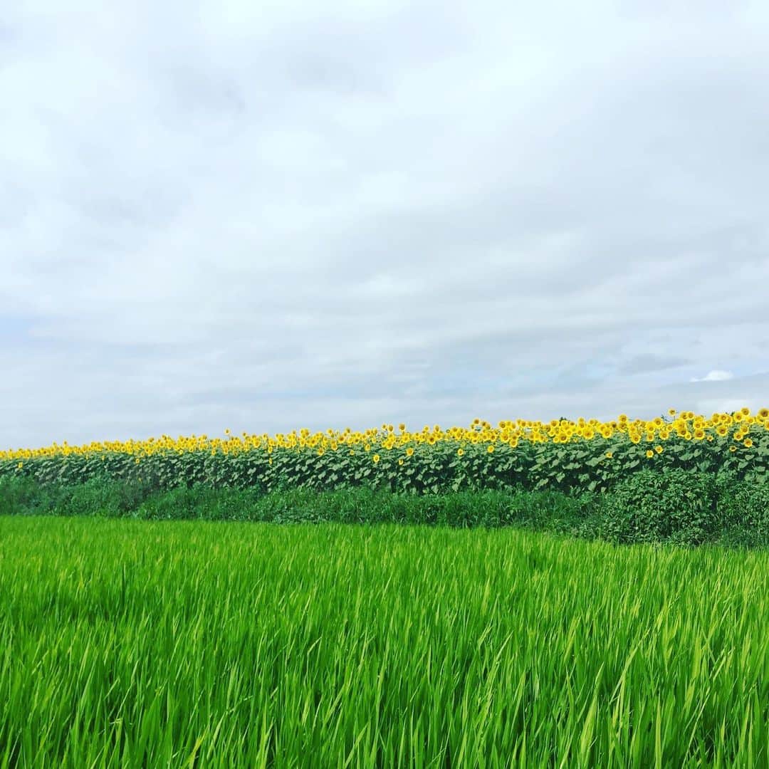 ふかしさんのインスタグラム写真 - (ふかしInstagram)「たまには夏らしいものを。#sunflower #向日葵 #ひまわり」8月12日 14時40分 - fukashi