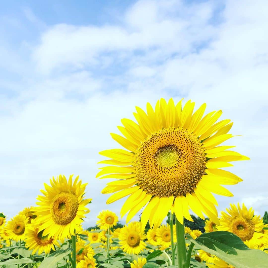 ふかしのインスタグラム：「たまには夏らしいものを。#sunflower #向日葵 #ひまわり」