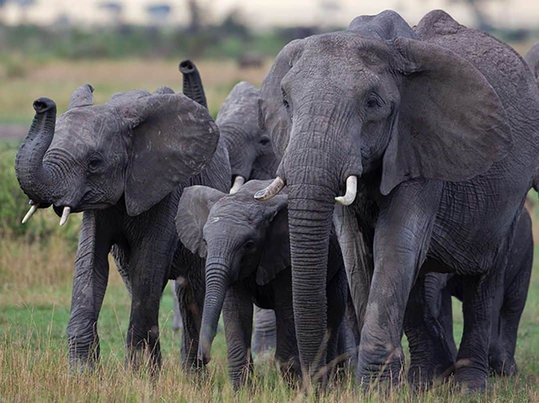 thephotosocietyさんのインスタグラム写真 - (thephotosocietyInstagram)「Photo by Robert W. Madden @rwmaddenphotog / Today is World Elephant Day, promoted by many conservation groups to raise our collective awareness of elephants. In the 1930’s more than 10 million elephants roamed Africa. But decades of ivory poaching has dropped the savanna population to less than 300,000, moving the species dangerously close to extinction. Save the elephants! @worldelephantday #elephant #serengetinationalpark #worldelephantday  #🐘」8月12日 20時30分 - thephotosociety