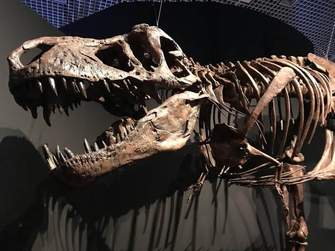 石橋美希さんのインスタグラム写真 - (石橋美希Instagram)「「E5いい旅」東京近郊の旅🗼 今回は国立博物館で開かれている 「恐竜博2019」を紹介します🦖 世界初公開の全身復元骨格は大迫力！ 初めて見る「デイノケイルス」に 大興奮してきました🤗✨ この夏は恐竜時代へ タイムスリップしてみませんか🦖  #E5いい旅 #今夜9時54分 #jr東日本 #e5系 #東京 #恐竜博 #夏休み #恐竜 #岩手 #めんこいテレビ #アナウンサー #石橋美希 #青森放送 #放送します」8月12日 20時33分 - miki_ishibashi_mit
