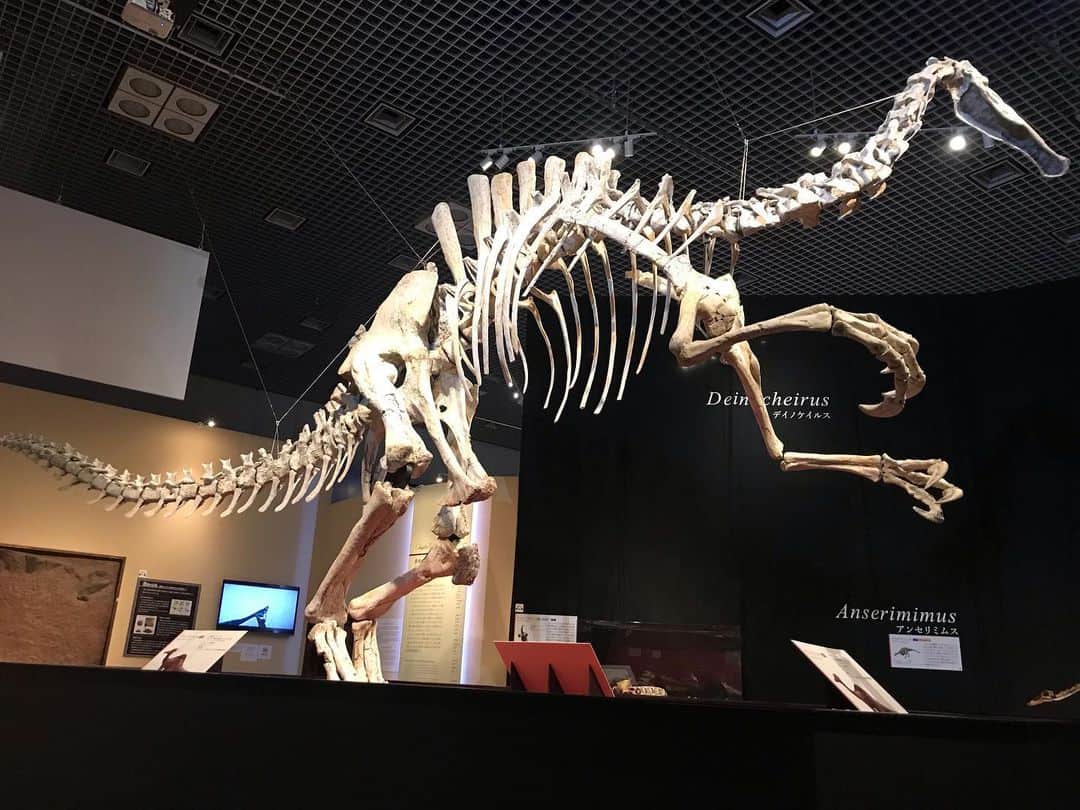 石橋美希さんのインスタグラム写真 - (石橋美希Instagram)「「E5いい旅」東京近郊の旅🗼 今回は国立博物館で開かれている 「恐竜博2019」を紹介します🦖 世界初公開の全身復元骨格は大迫力！ 初めて見る「デイノケイルス」に 大興奮してきました🤗✨ この夏は恐竜時代へ タイムスリップしてみませんか🦖  #E5いい旅 #今夜9時54分 #jr東日本 #e5系 #東京 #恐竜博 #夏休み #恐竜 #岩手 #めんこいテレビ #アナウンサー #石橋美希 #青森放送 #放送します」8月12日 20時33分 - miki_ishibashi_mit