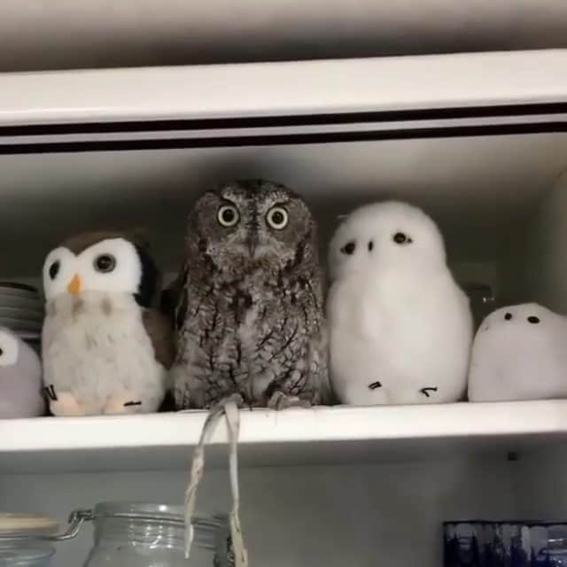 Cute baby animal videos picsのインスタグラム