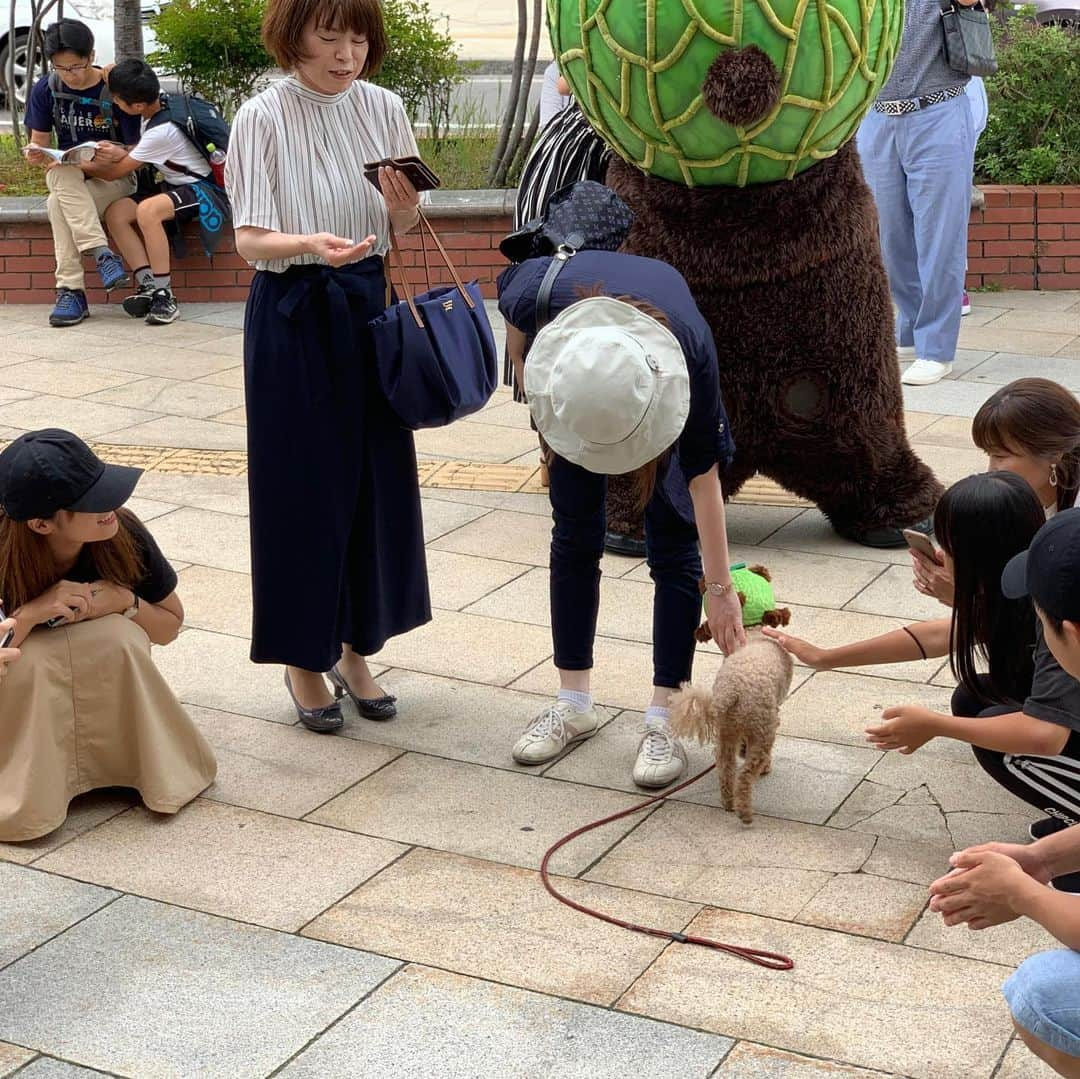 メロン熊【公式】さんのインスタグラム写真 - (メロン熊【公式】Instagram)「メロン熊犬、いけるかも #メロン熊  #プードル #かぶり帽 #小樽 #犬 #ペット」8月12日 15時26分 - yubarimelonkuma