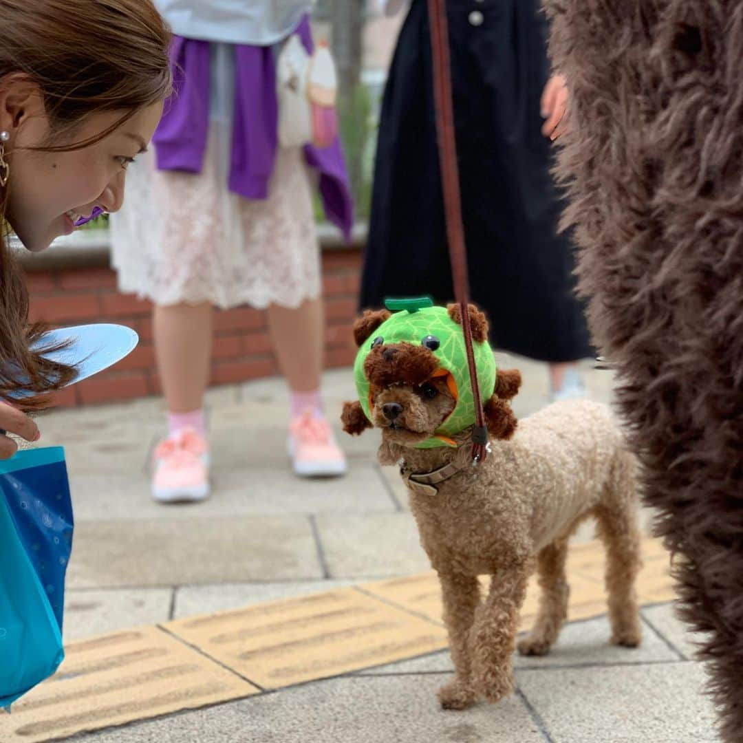 メロン熊【公式】さんのインスタグラム写真 - (メロン熊【公式】Instagram)「メロン熊犬、いけるかも #メロン熊  #プードル #かぶり帽 #小樽 #犬 #ペット」8月12日 15時26分 - yubarimelonkuma