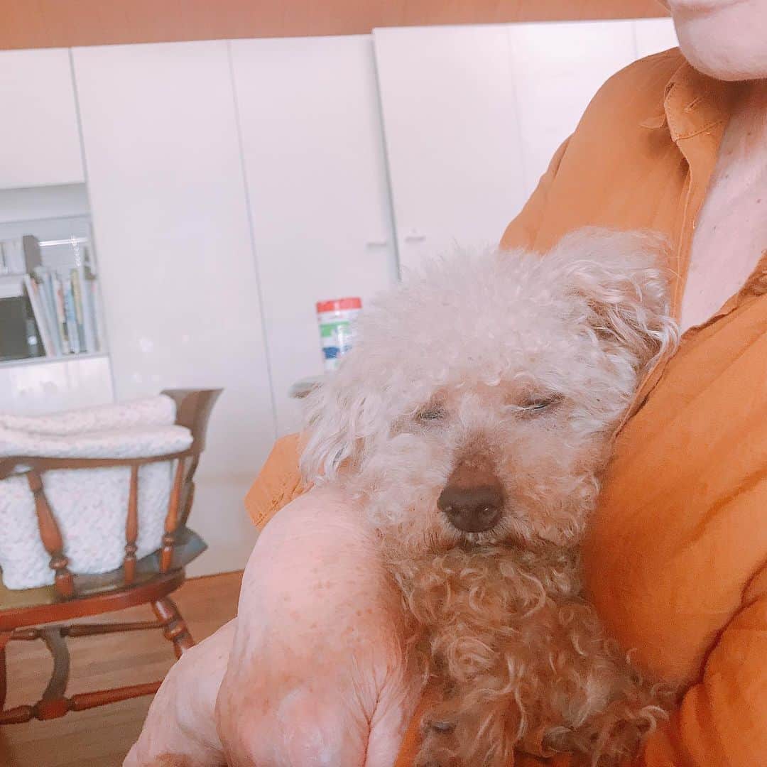 日暮愛葉さんのインスタグラム写真 - (日暮愛葉Instagram)「チョコ、お昼寝。  #実家の愛犬チョコ #choco #toypoodle #トイプードル #トイプー #チョコ」8月12日 15時32分 - aiha_higurashi
