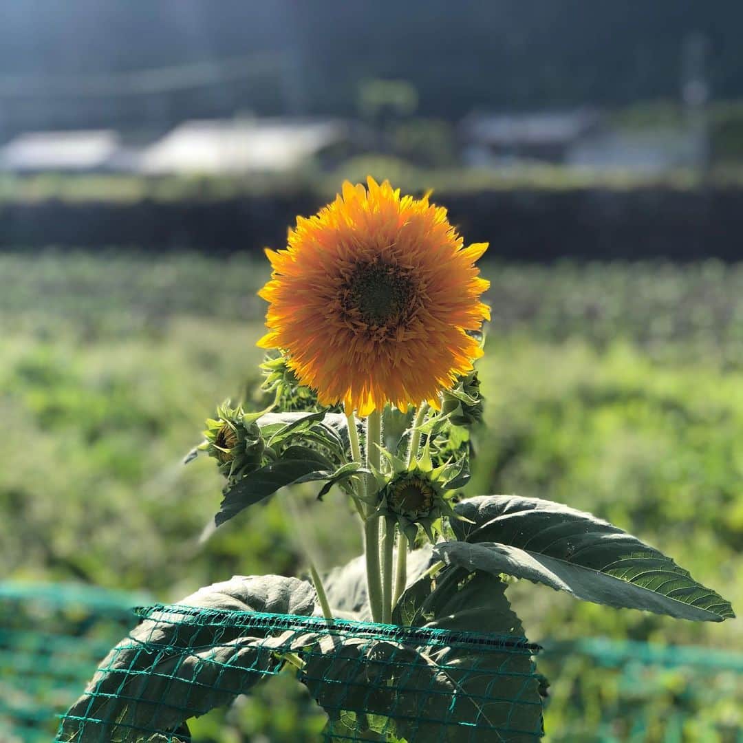 RYO the SKYWALKERのインスタグラム：「#sunflower」