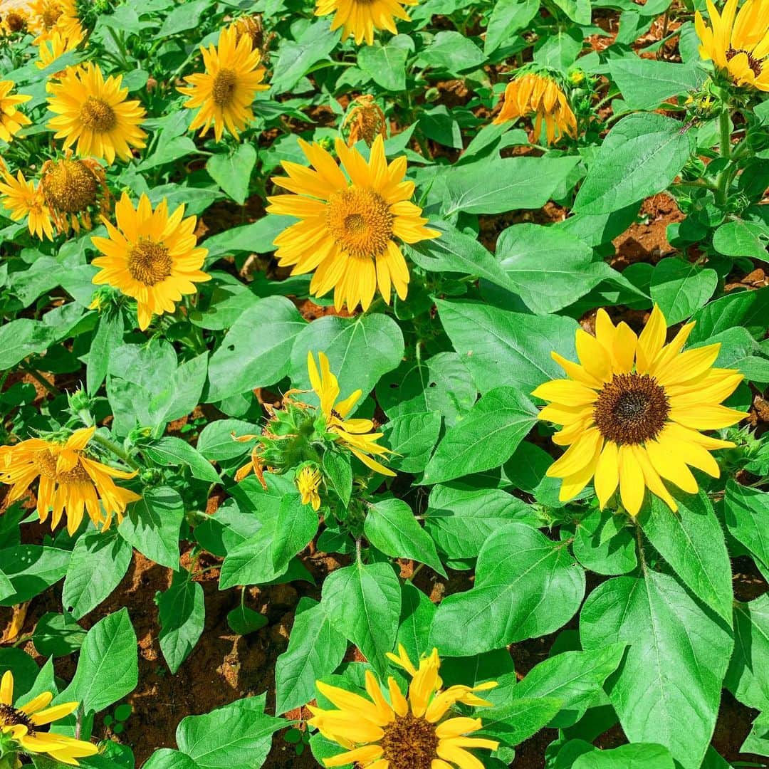 Linaのインスタグラム：「夏休み中🌻 なのに全然夏らしいことしてない🥺 . .」